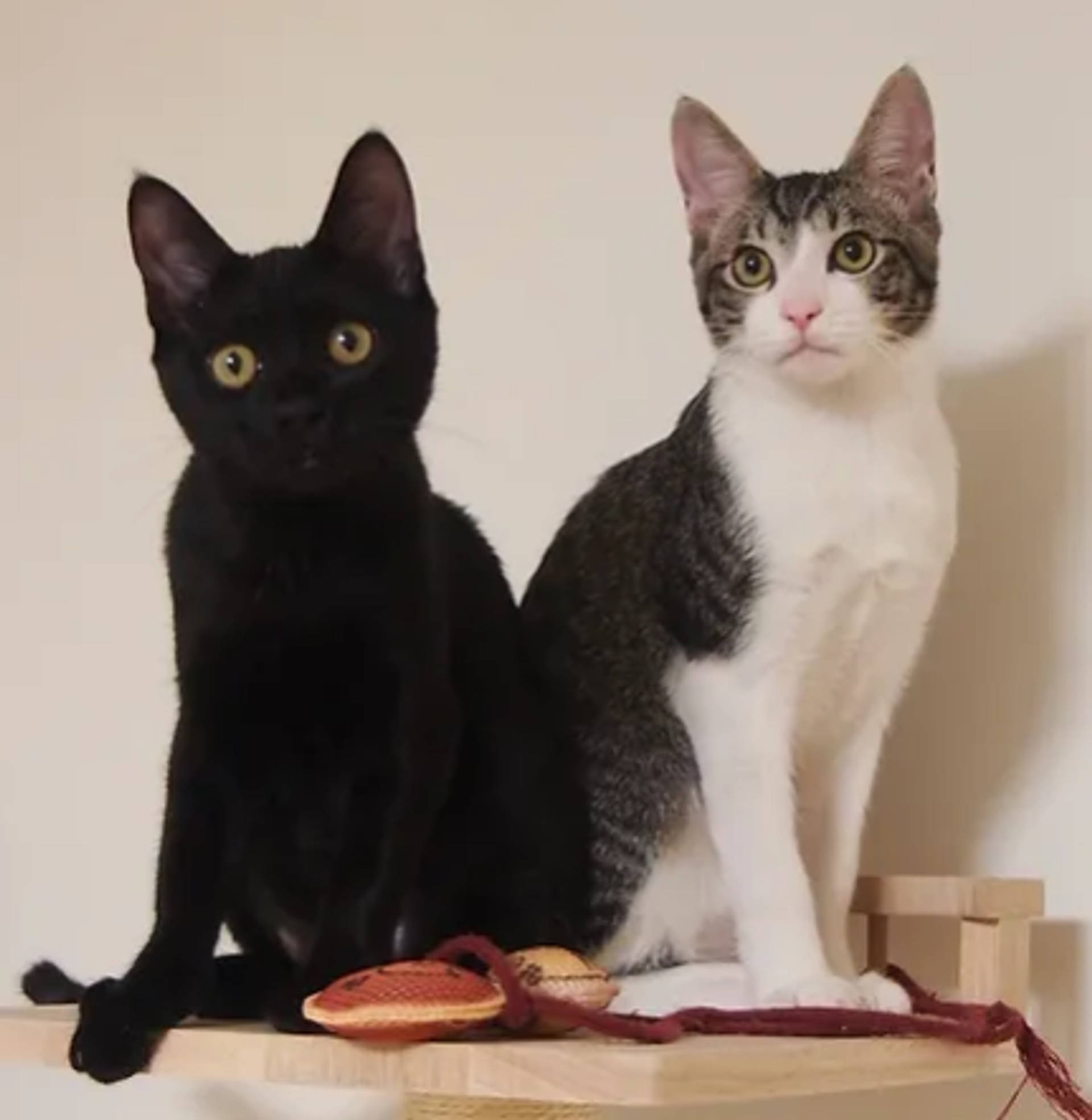 雑種（ミックス猫）・メスの里親募集の写真