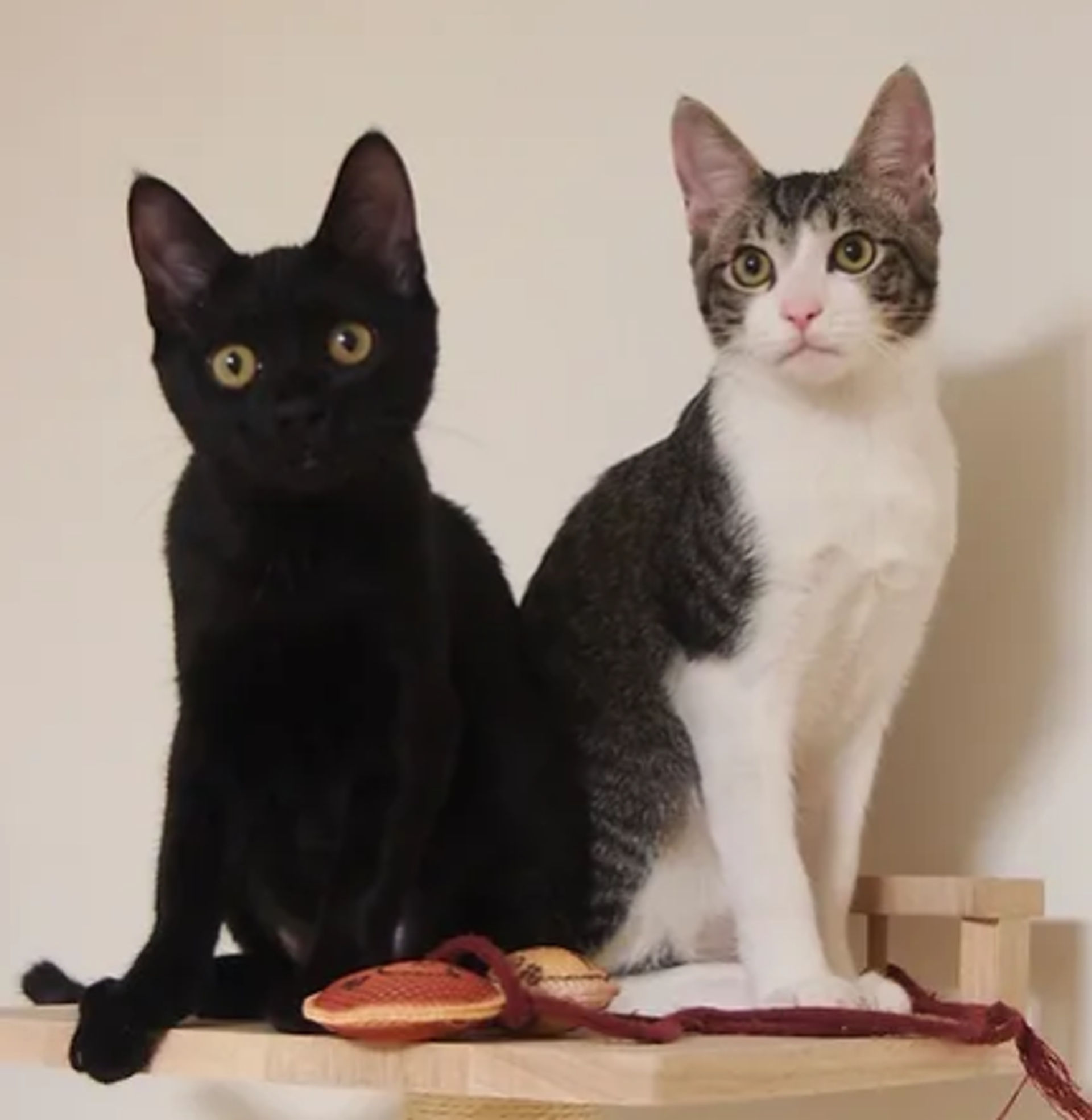雑種（ミックス猫）・メスの里親募集の写真