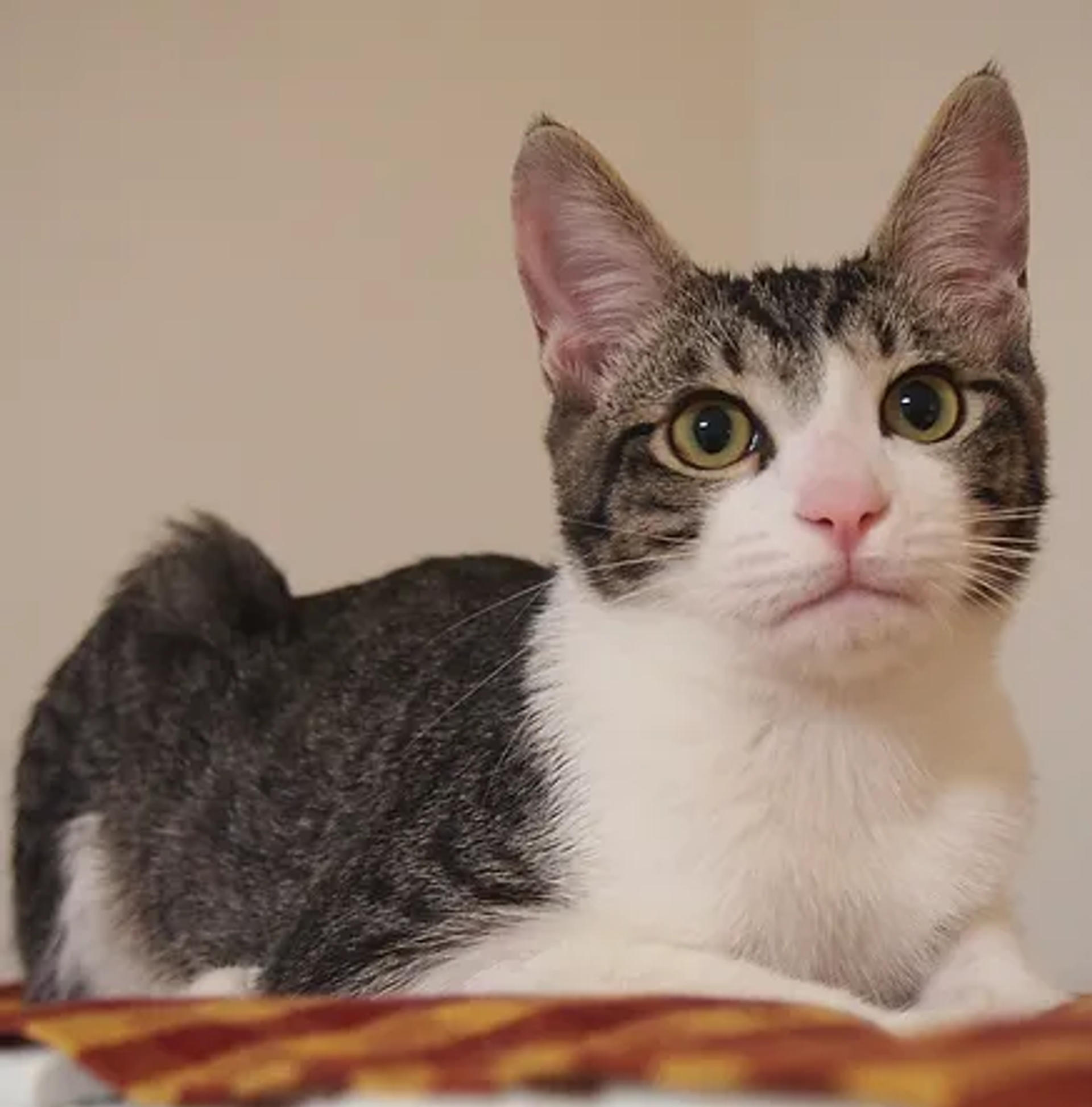 pet-image-5