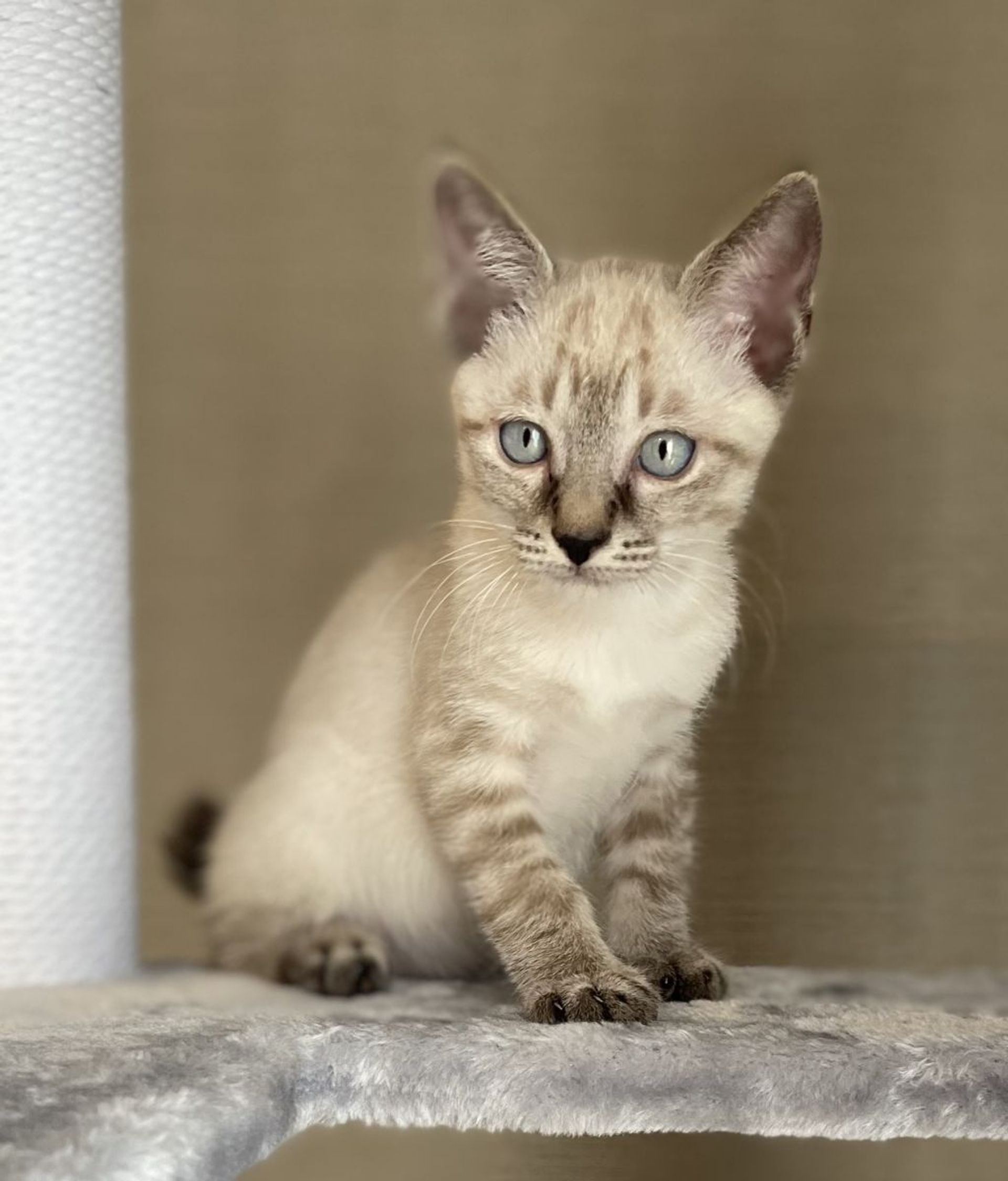 雑種（ミックス猫）・オスの里親募集の写真