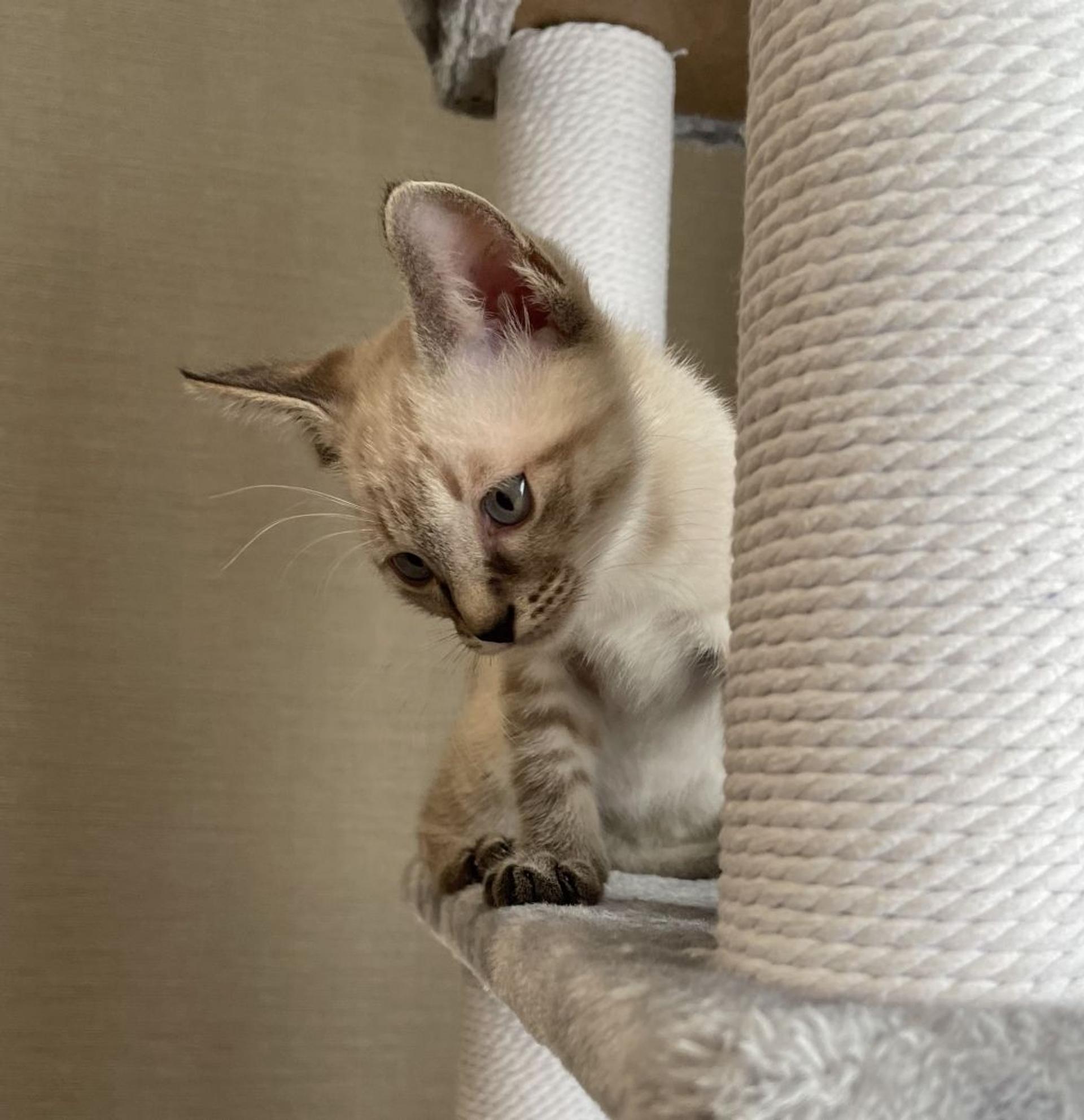 pet-image-4