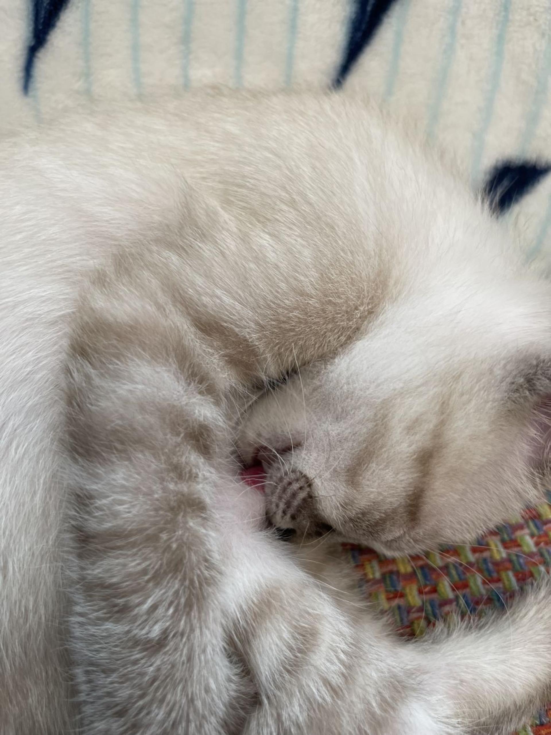 pet-image-6