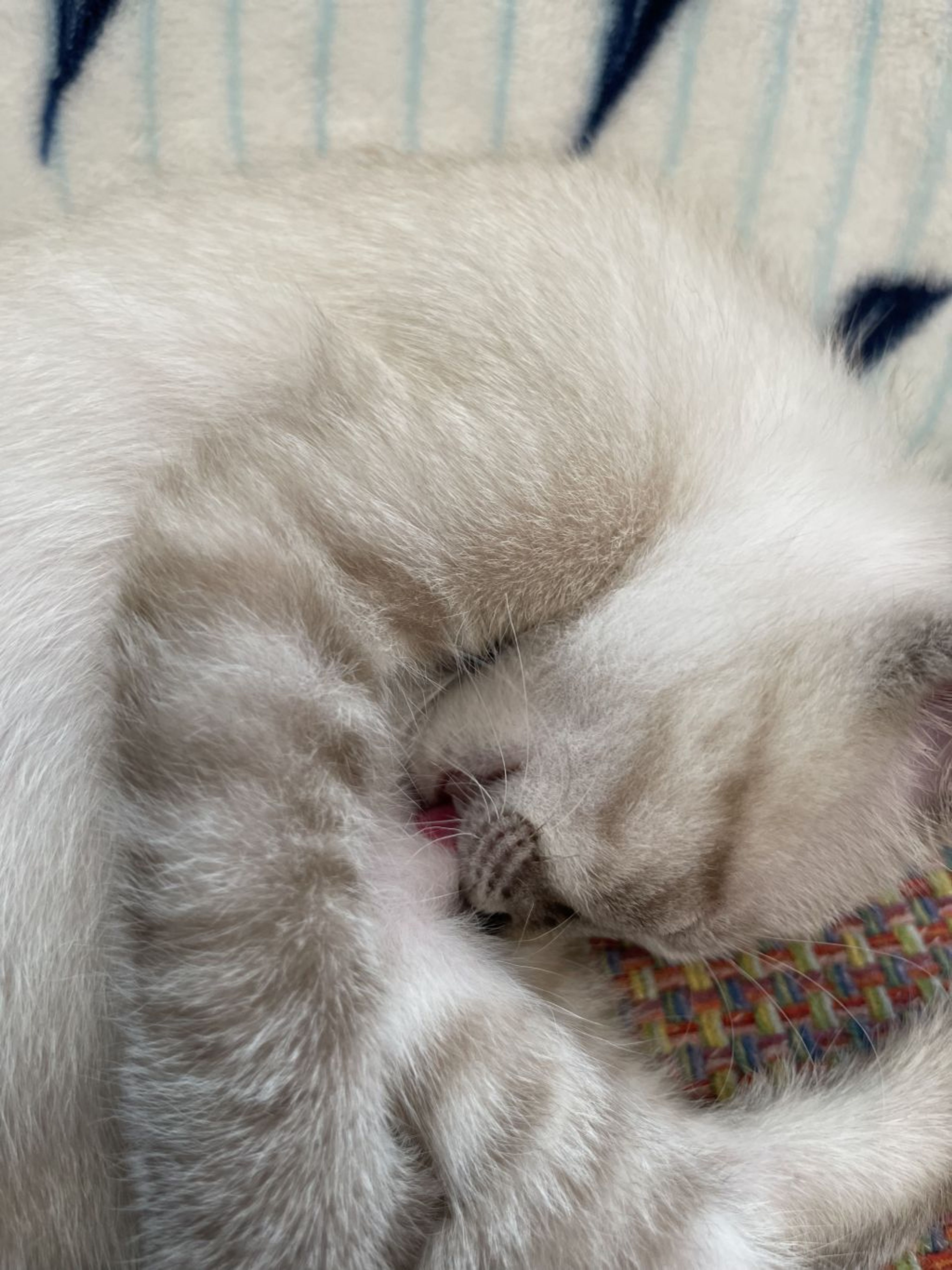 pet-image-6