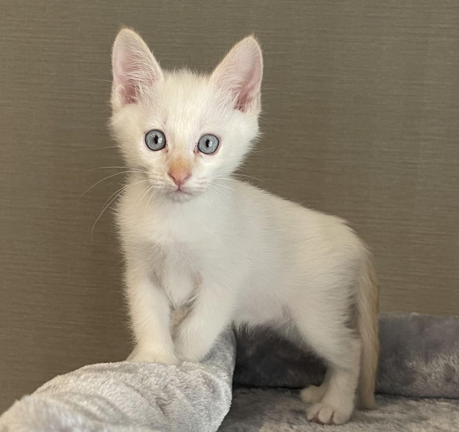 pet-image-3