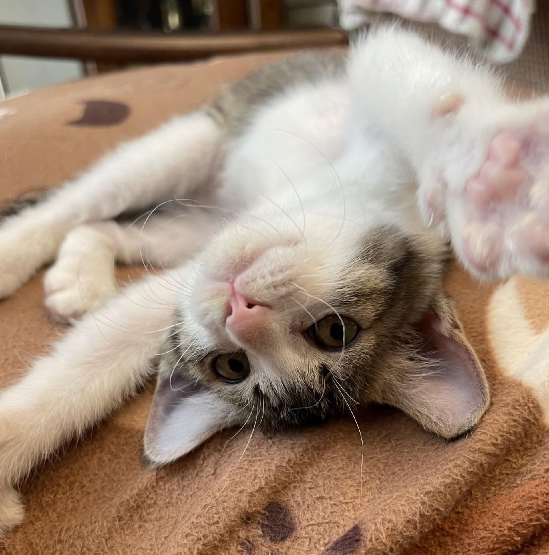 pet-image-2