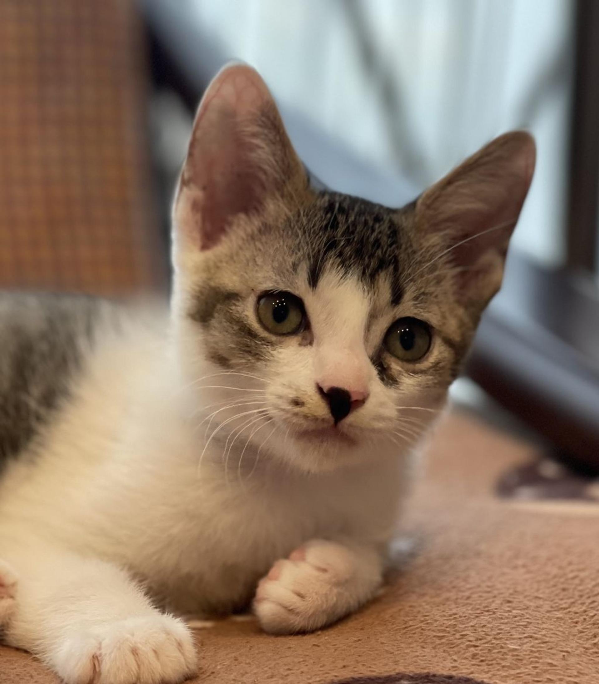 pet-image-5