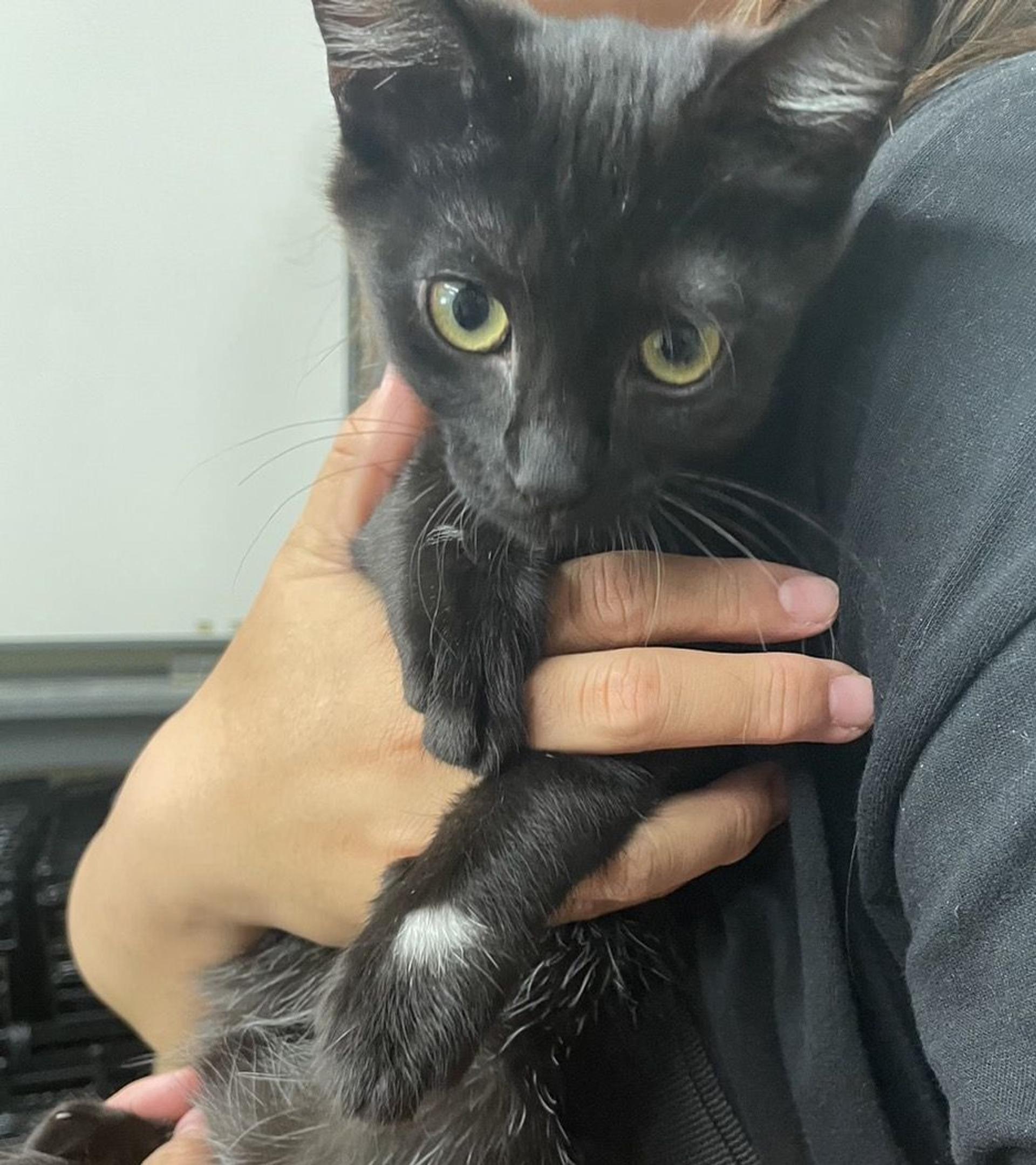 pet-image-2