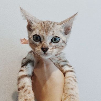 リーシャンの写真