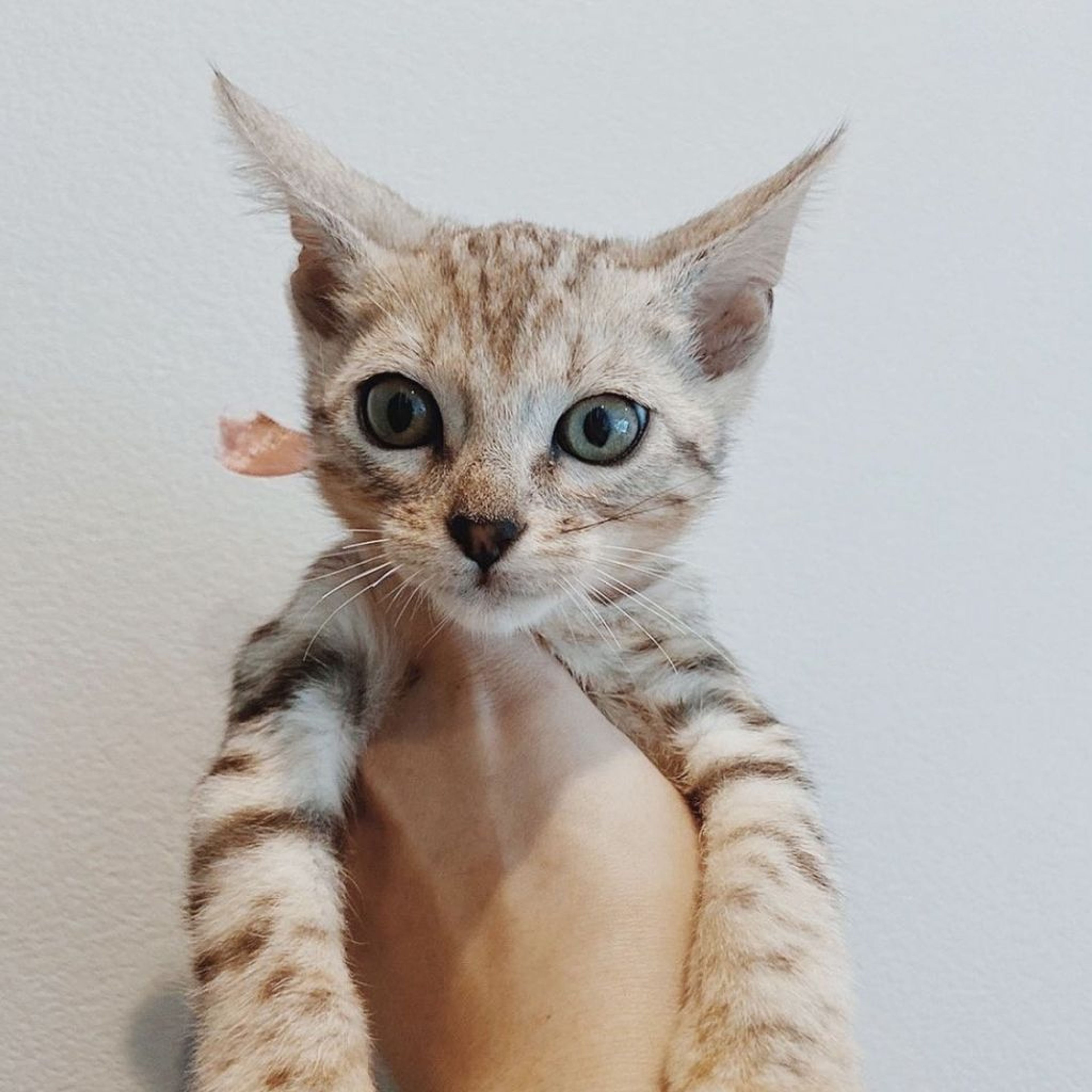 ベンガル・オスの里親募集の写真