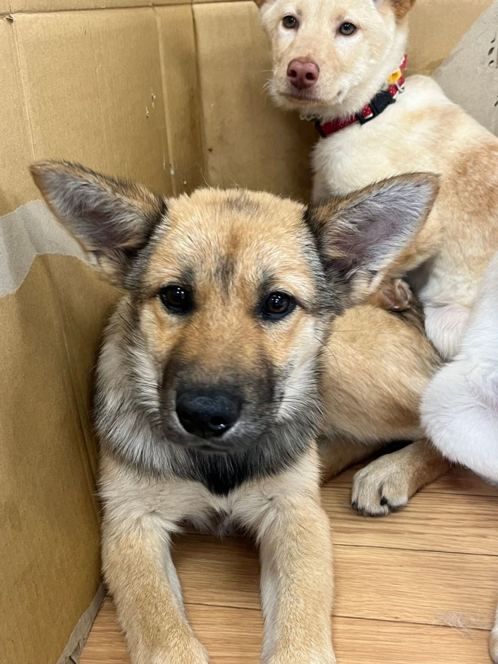雑種（ミックス犬）・メスの里親募集の写真