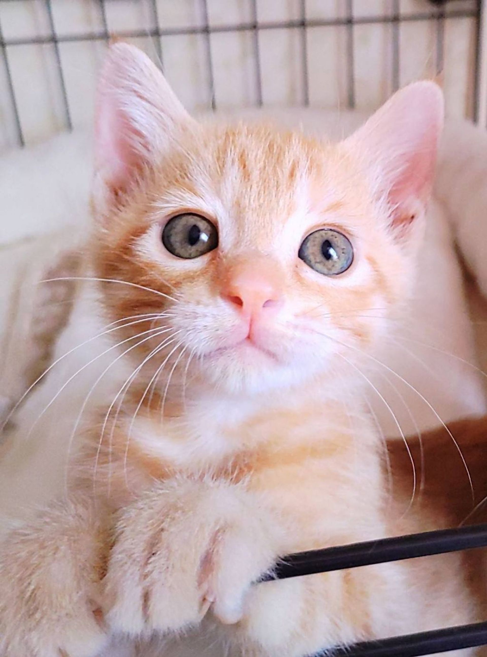 雑種（ミックス猫）・オスの里親募集の写真