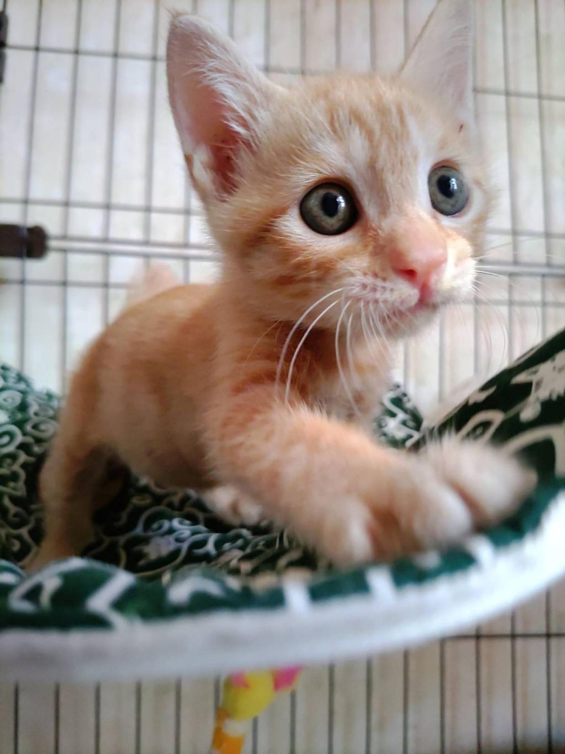 pet-image-5