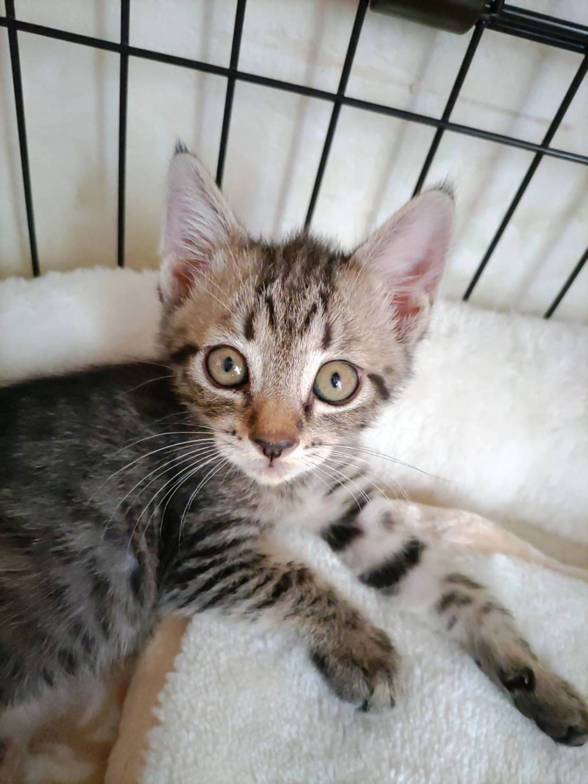 雑種（ミックス猫）・オスの里親募集の写真