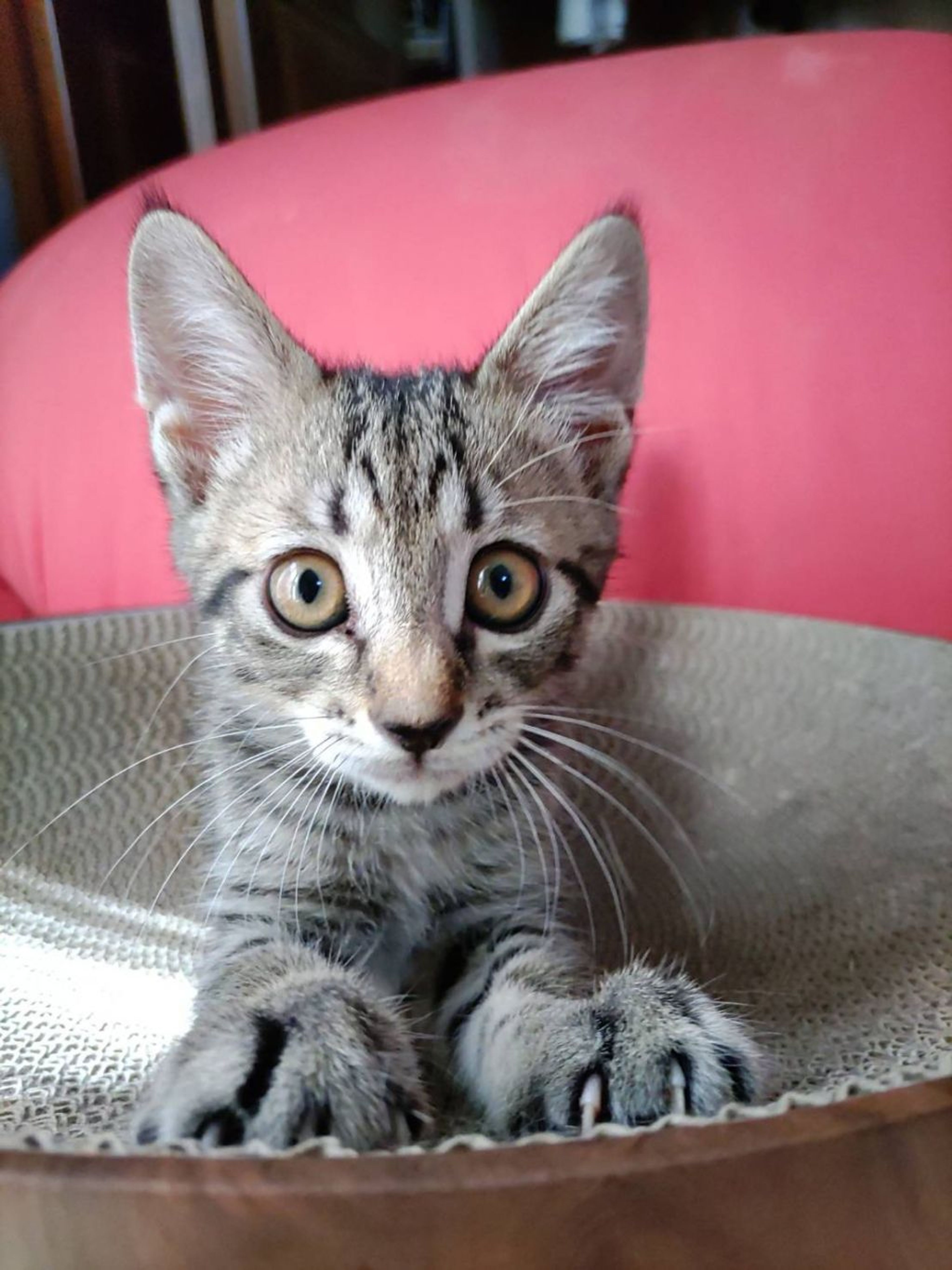 pet-image-2