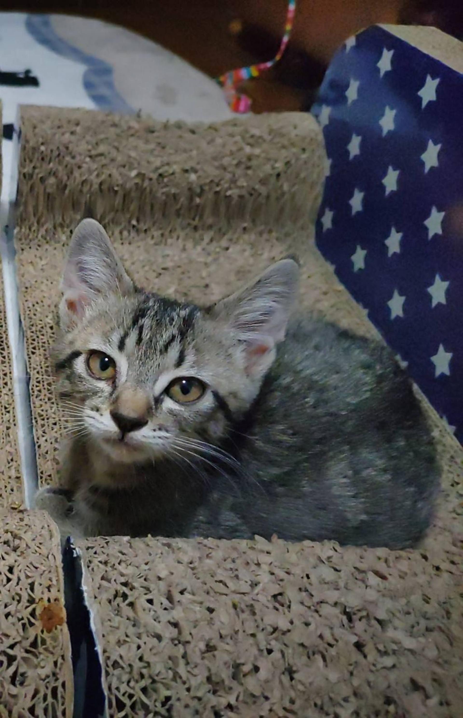 pet-image-5
