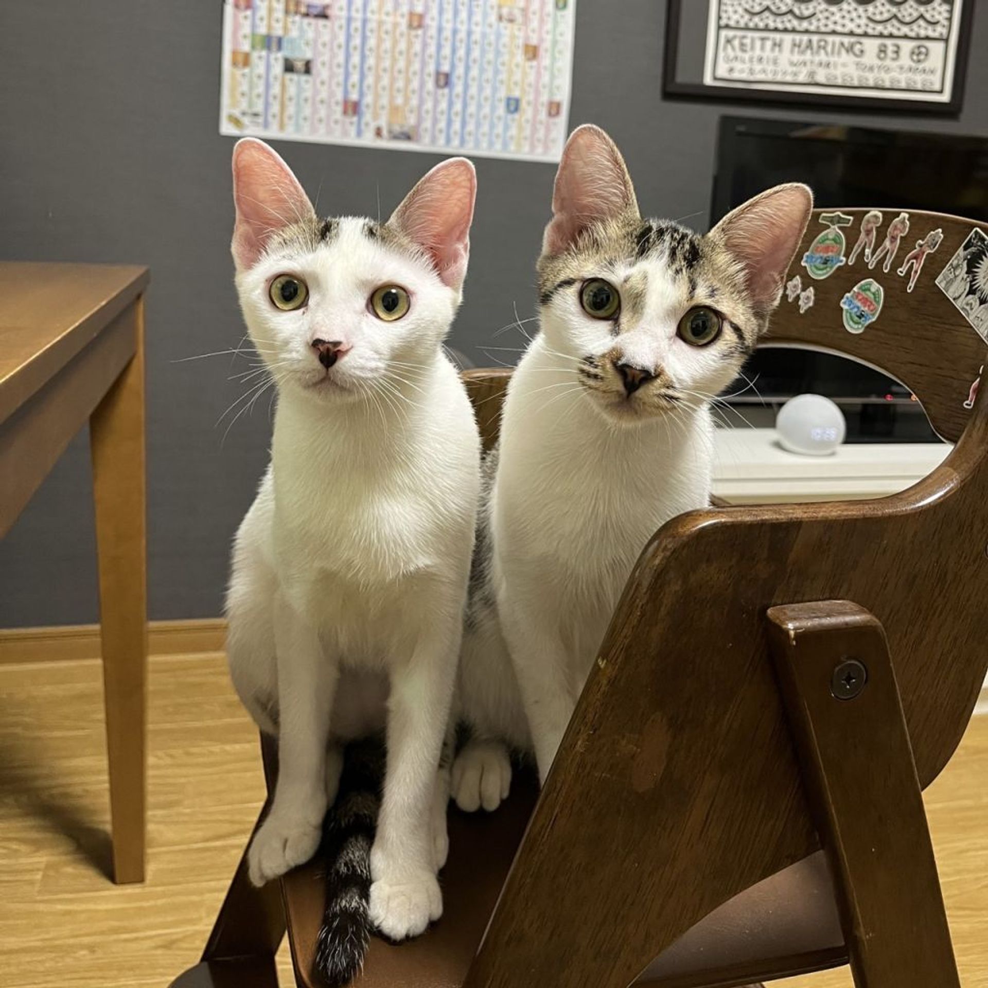 雑種（ミックス猫）・オスの里親募集の写真