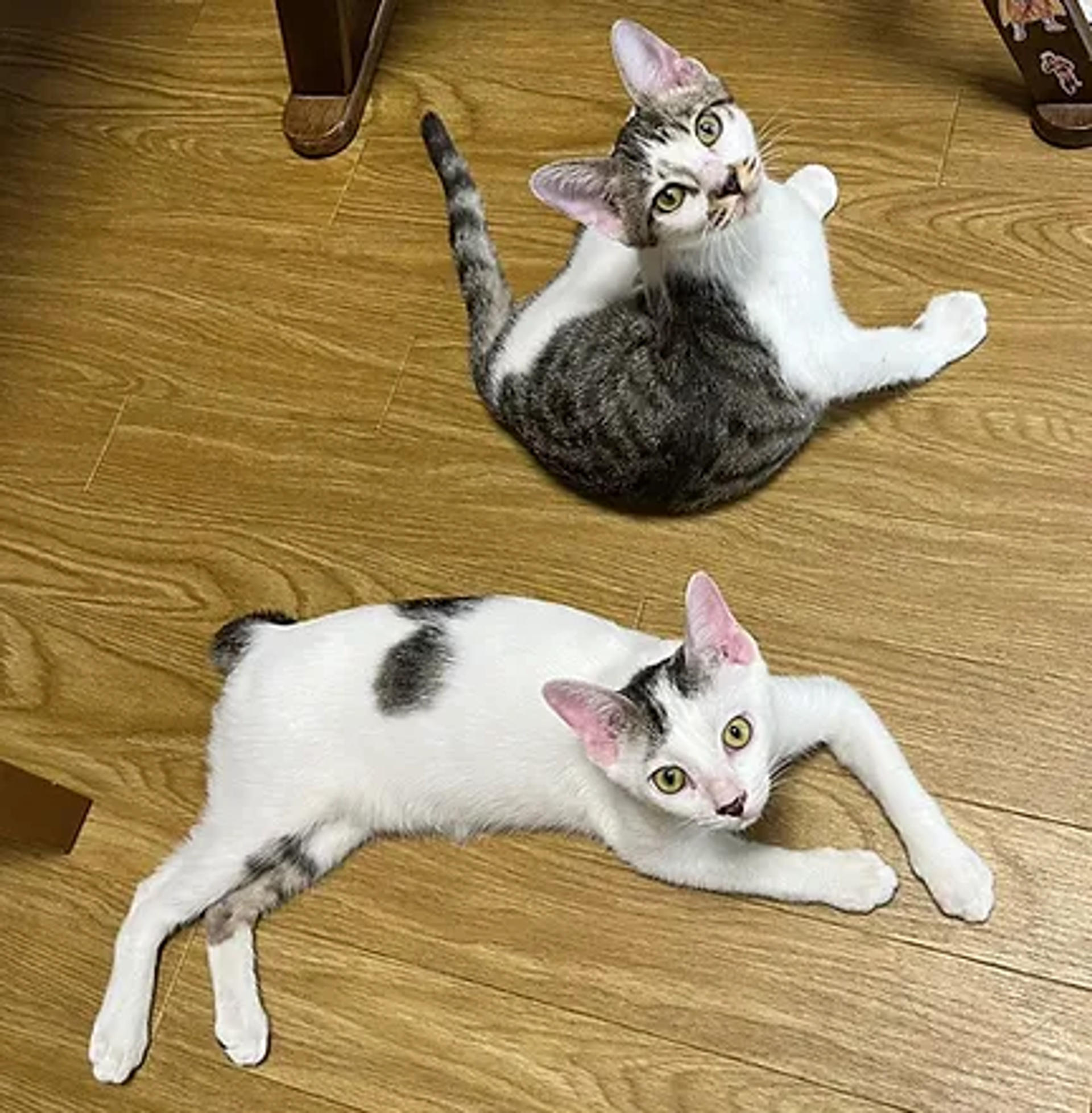 pet-image-5