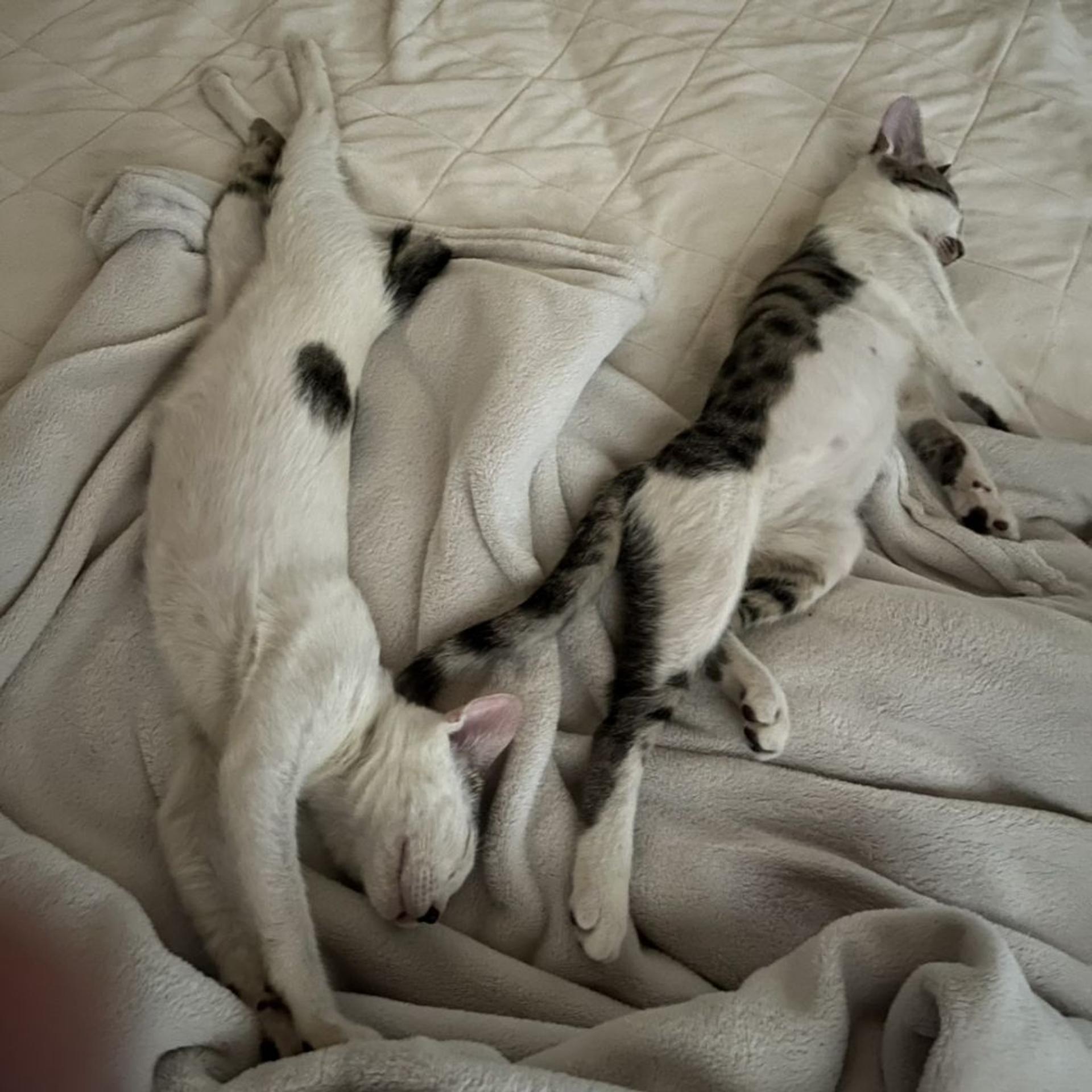pet-image-9