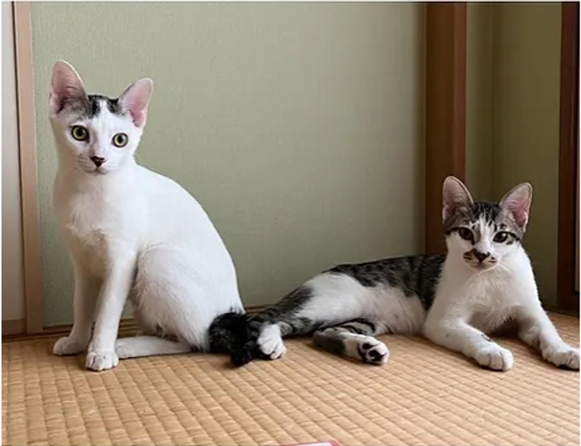 pet-image-10