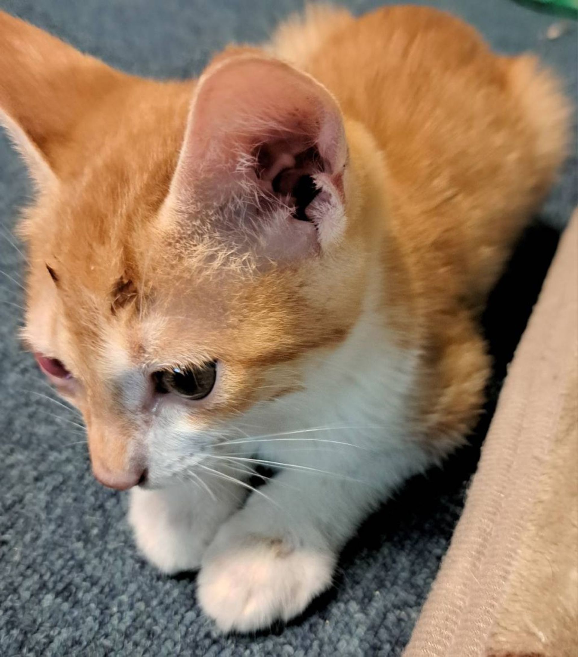 雑種（ミックス猫）・オスの里親募集の写真