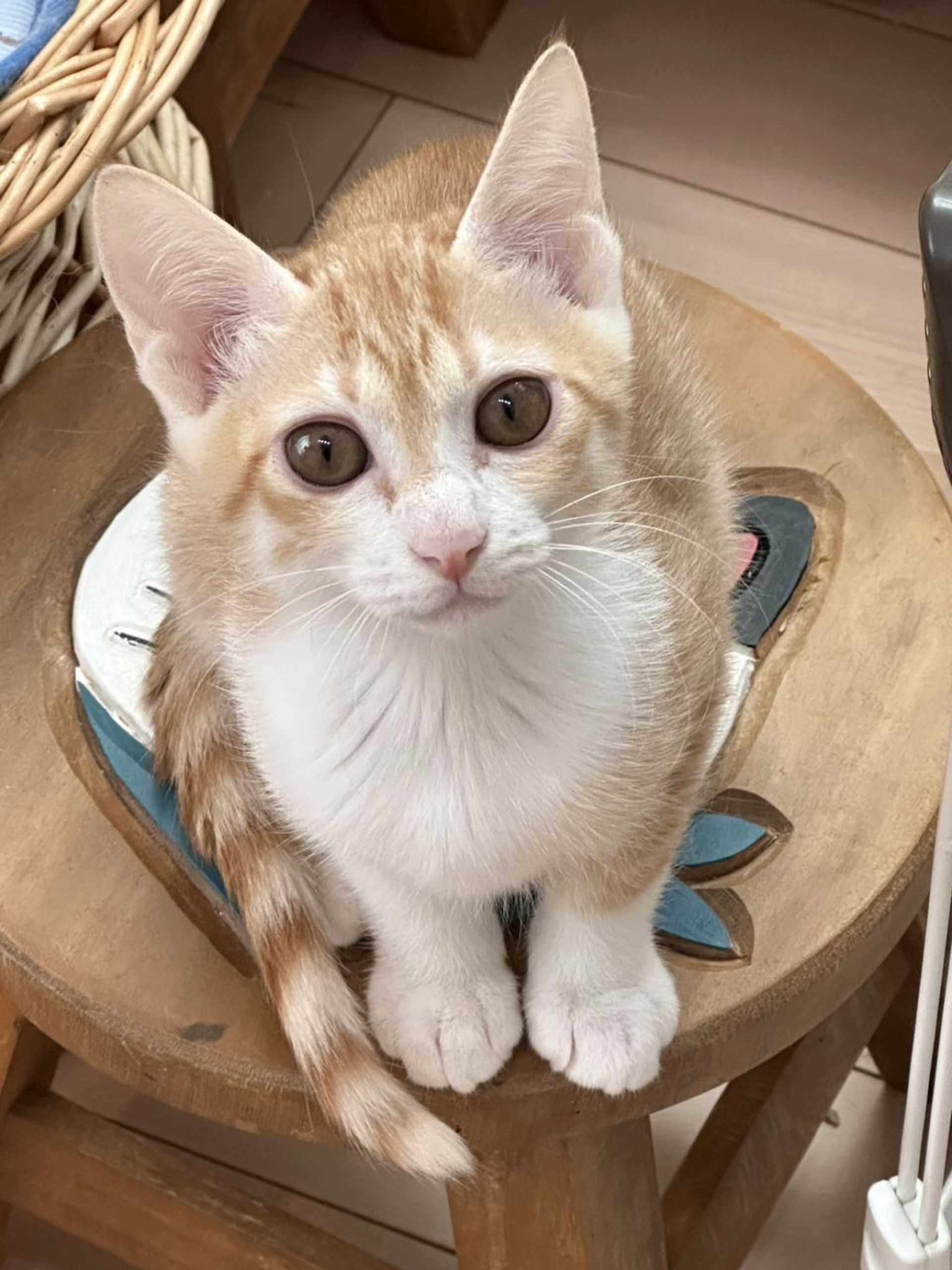 雑種（ミックス猫）・メスの里親募集の写真