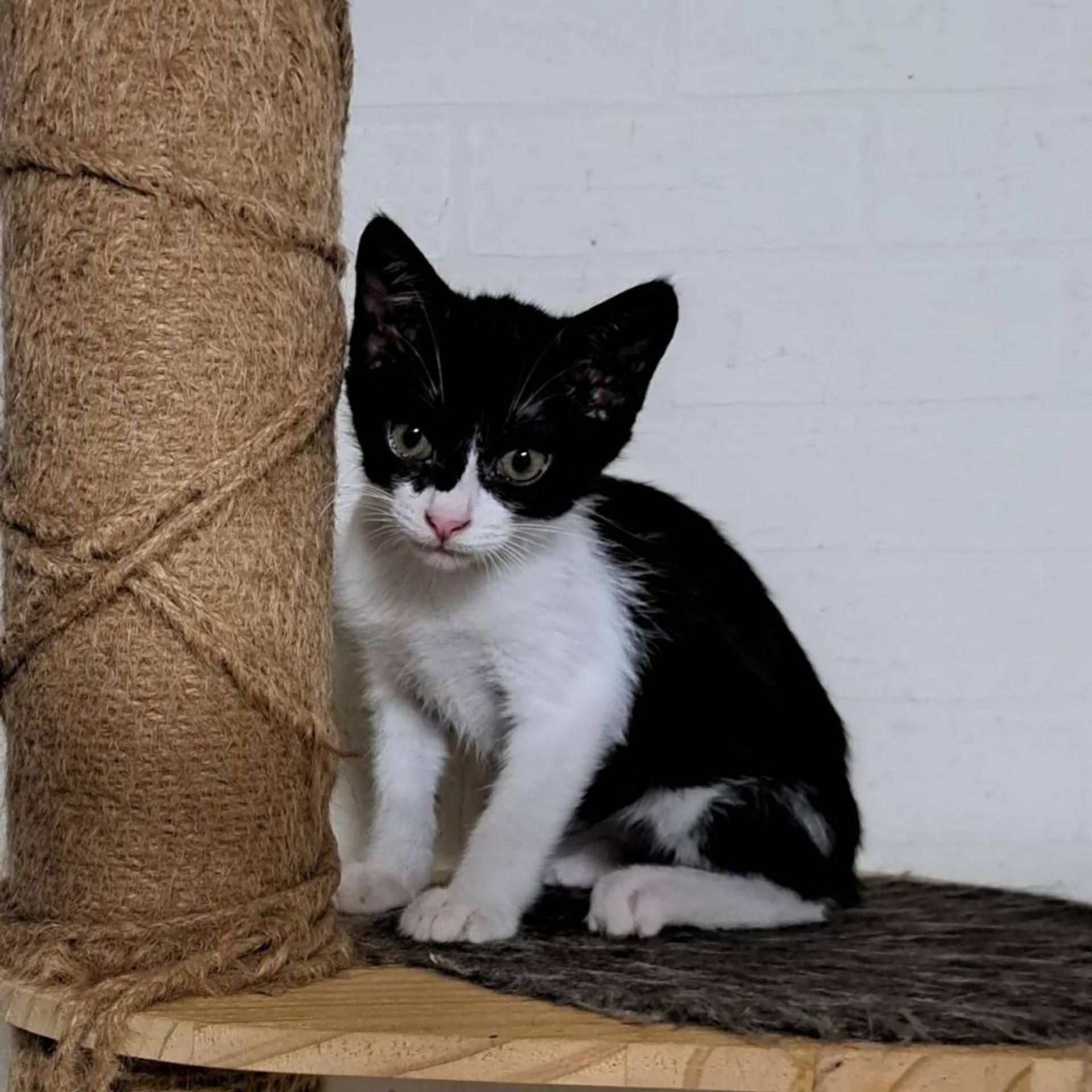 雑種（ミックス猫）・メスの里親募集の写真