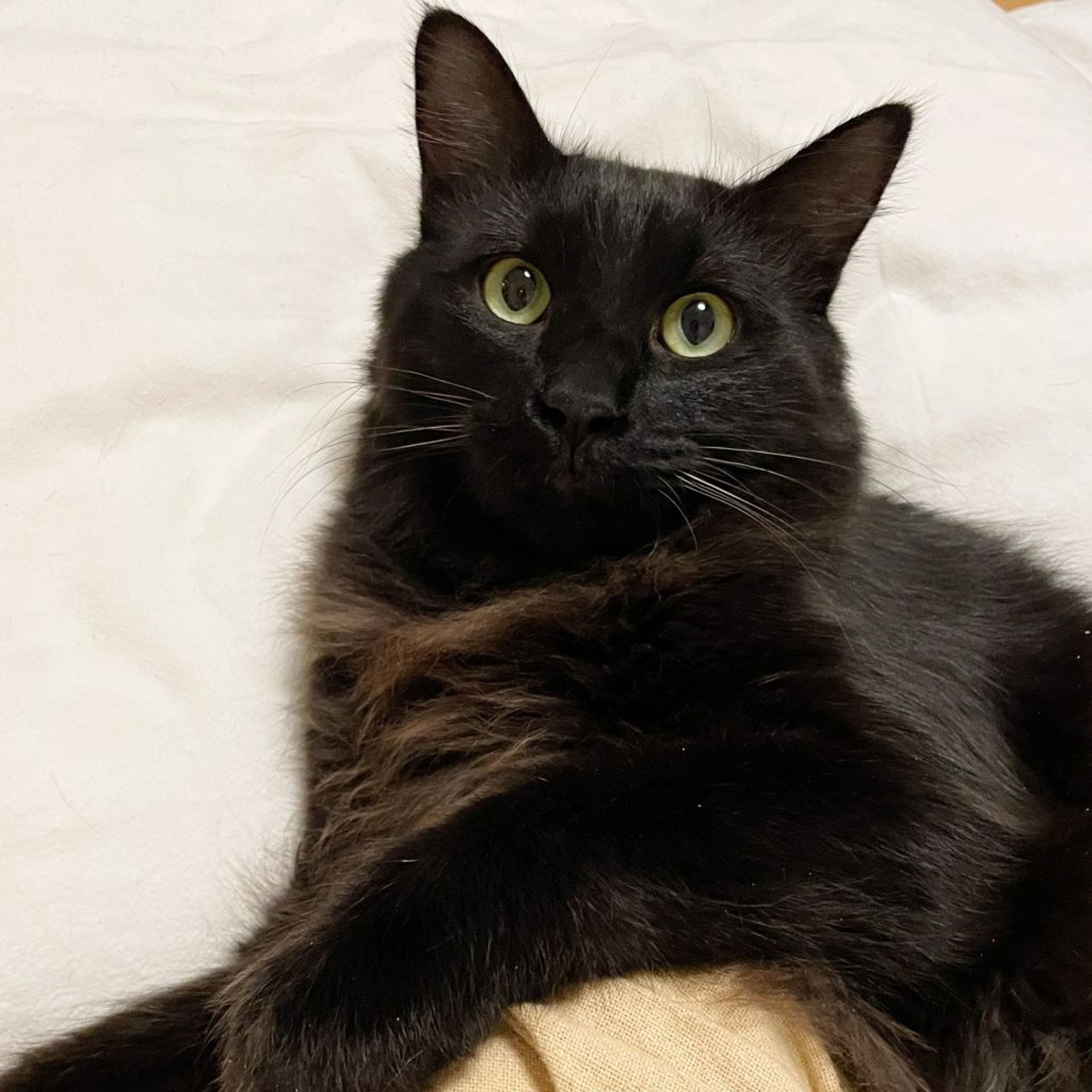 雑種（ミックス猫）・オスの里親募集の写真