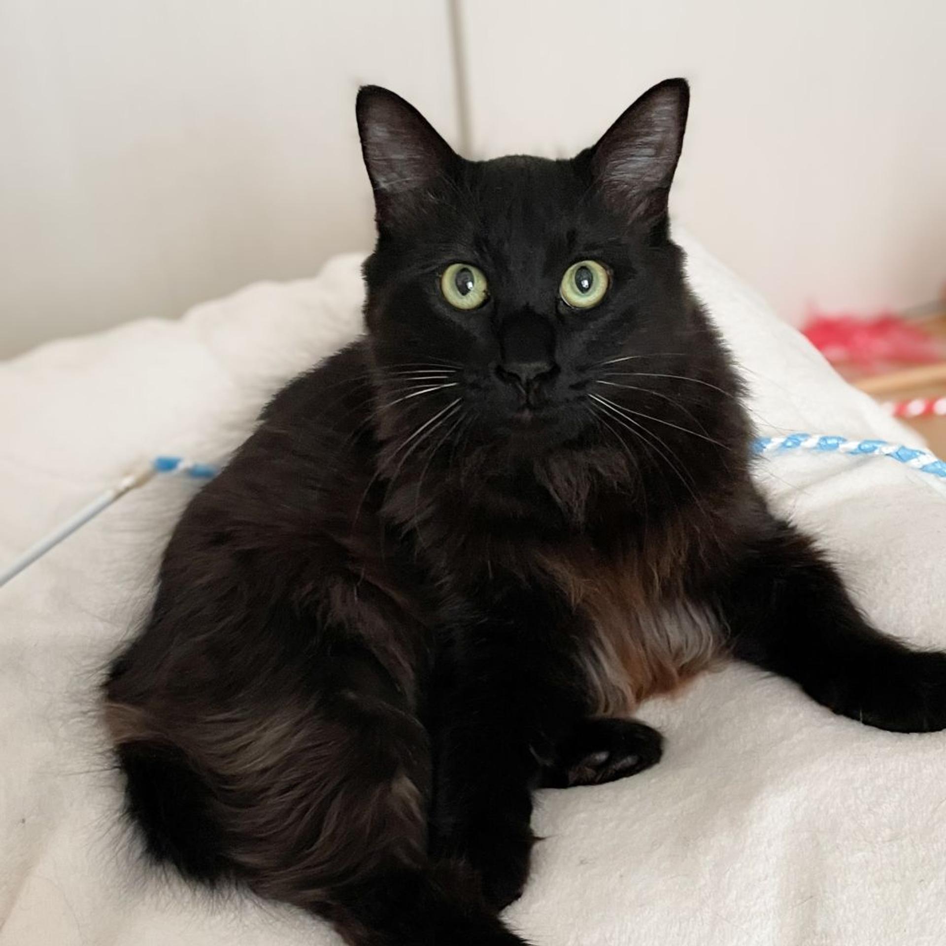 pet-image-2