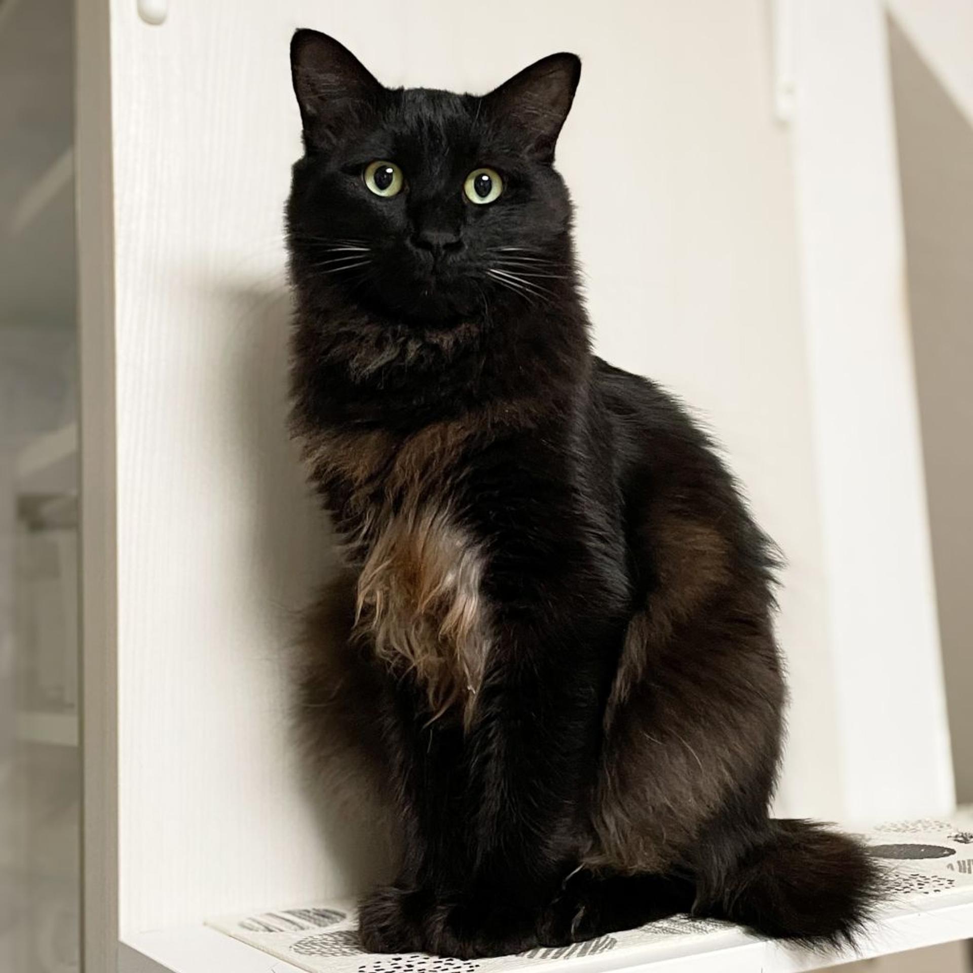 pet-image-6