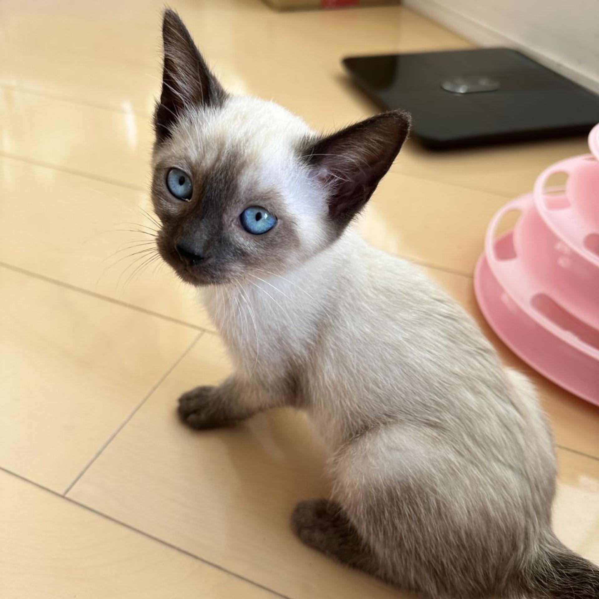 pet-image-3