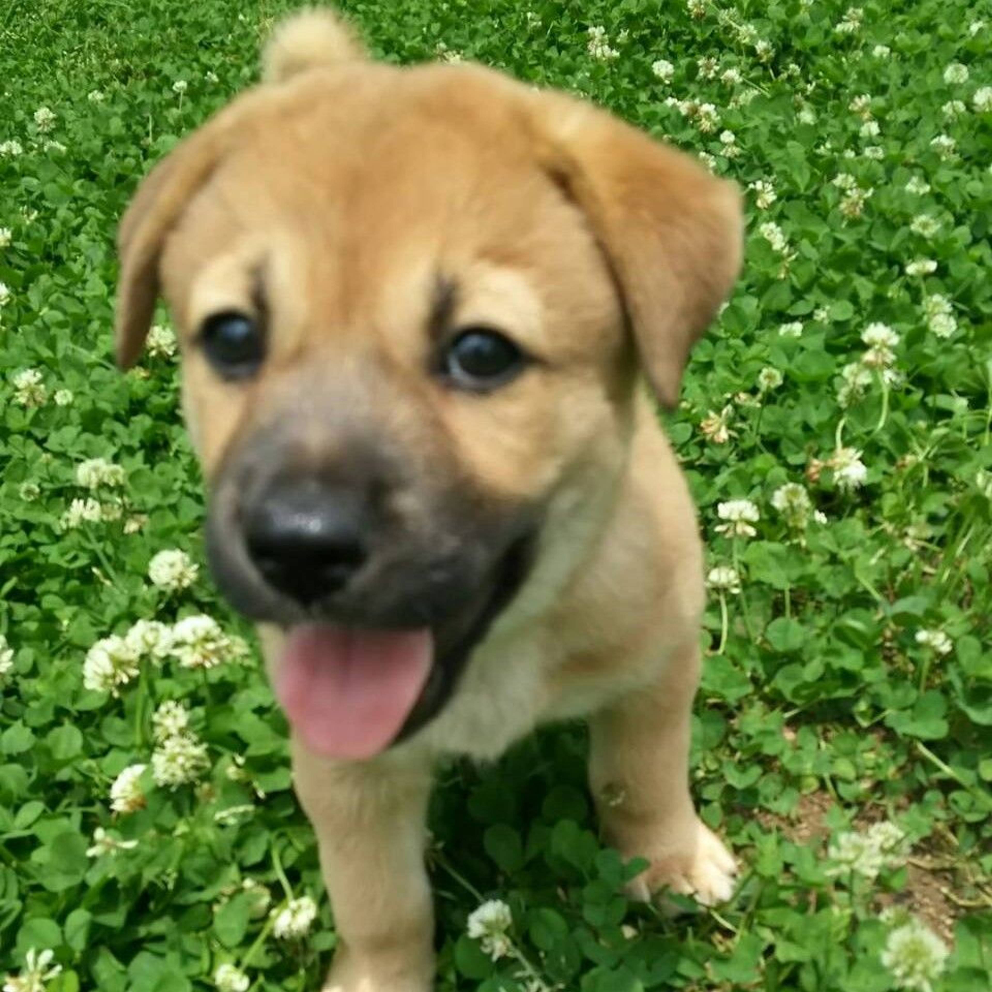 雑種（ミックス犬）・オスの里親募集の写真