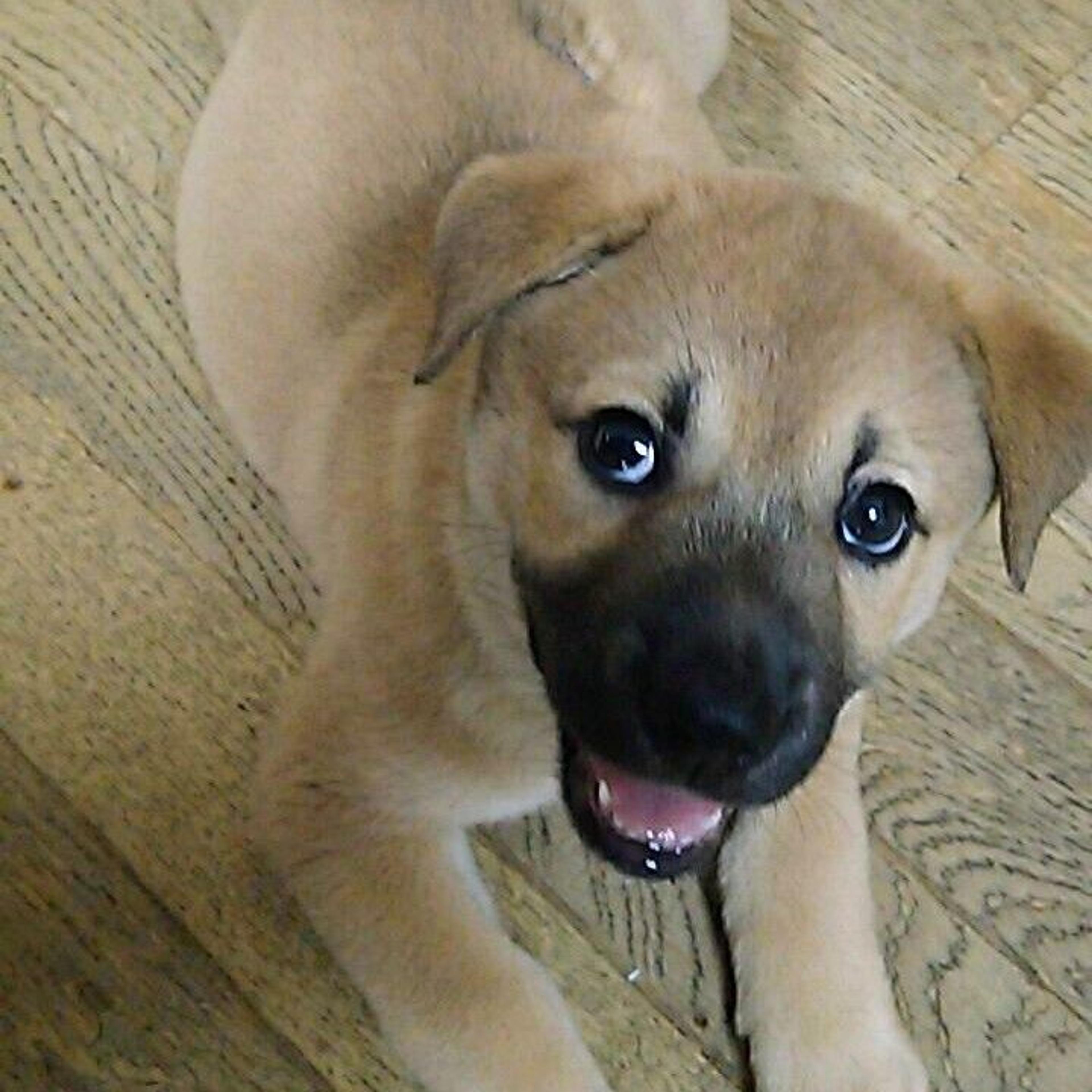 pet-image-2