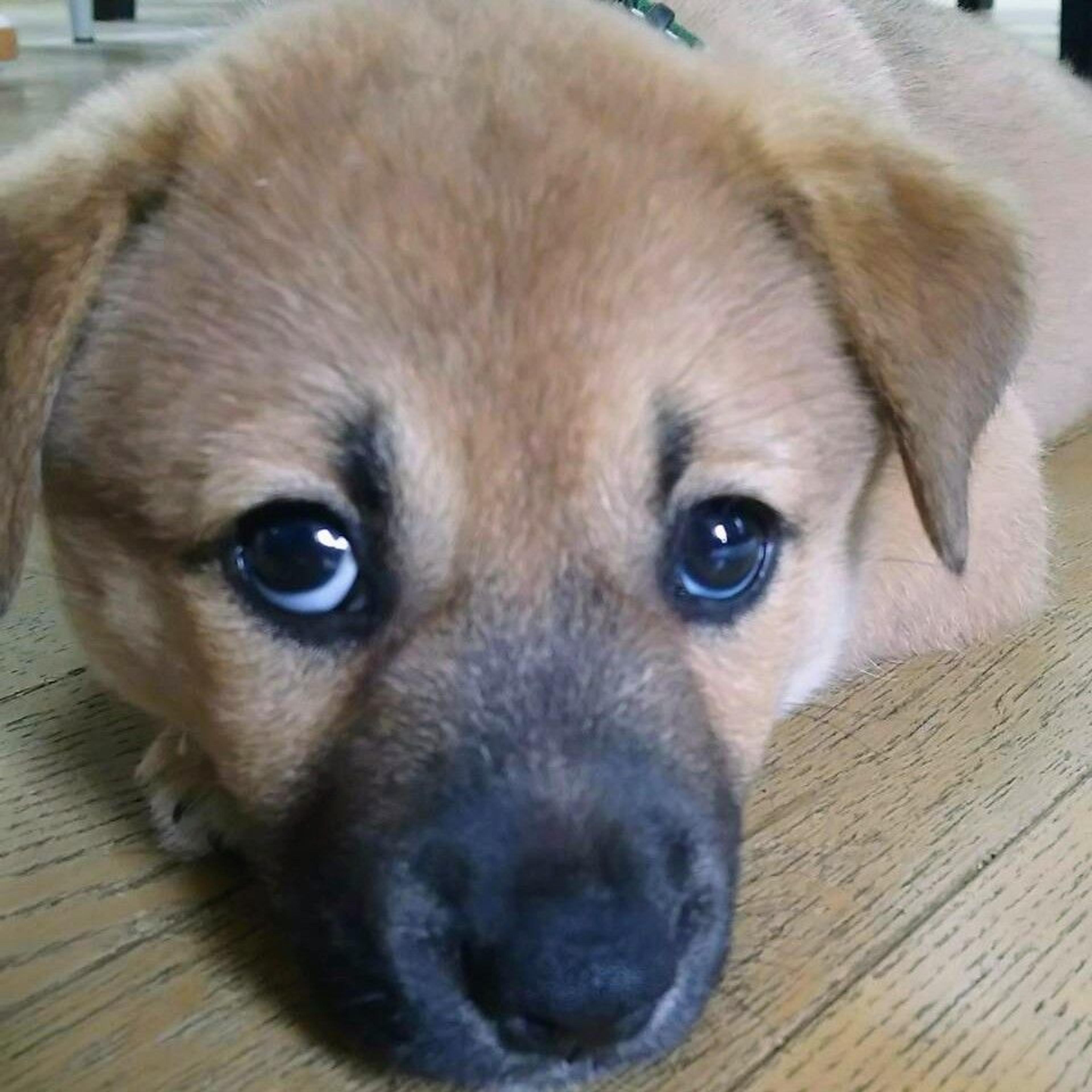 pet-image-3
