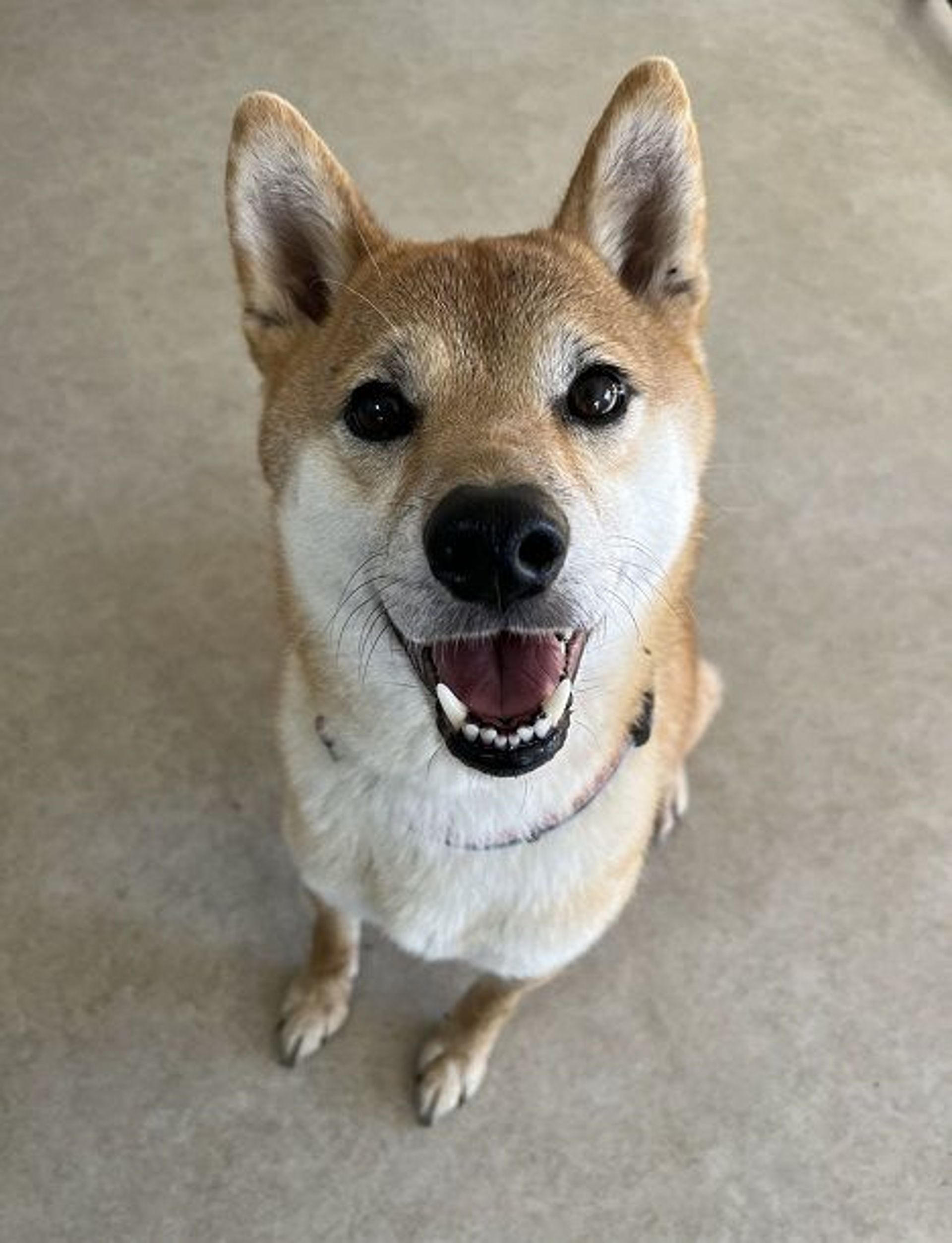 柴犬・オスの里親募集の写真