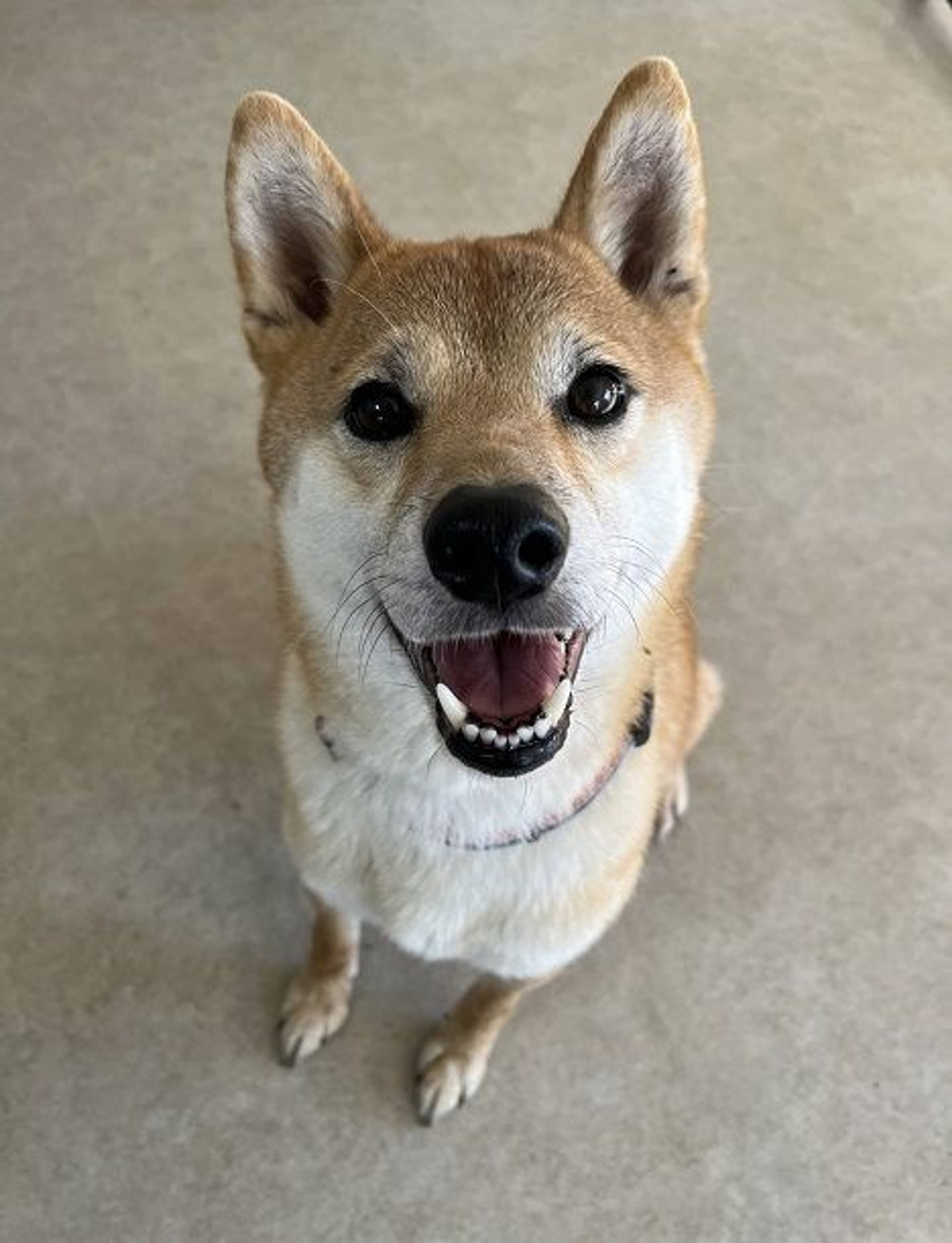 柴犬・オスの里親募集の写真