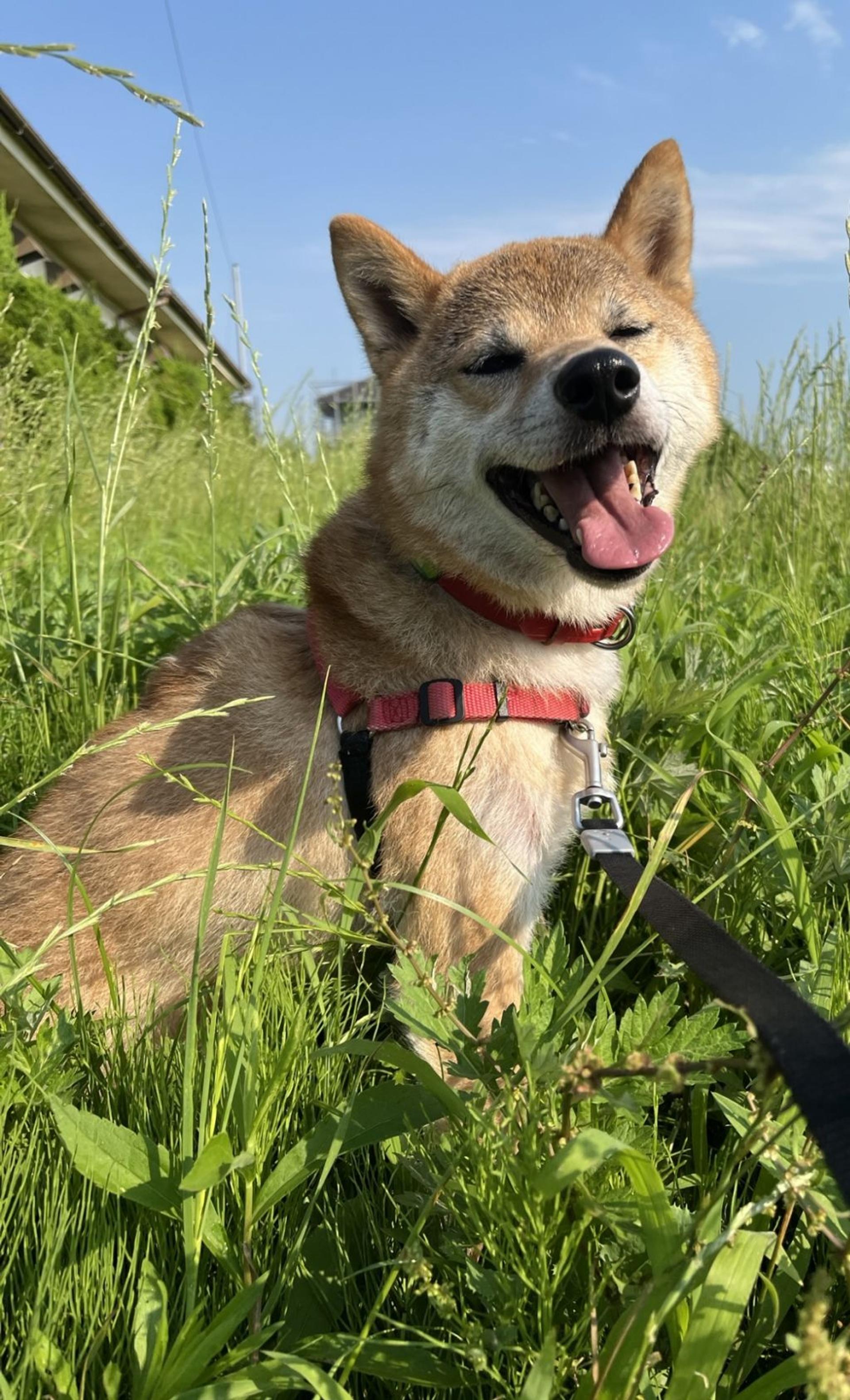 pet-image-2