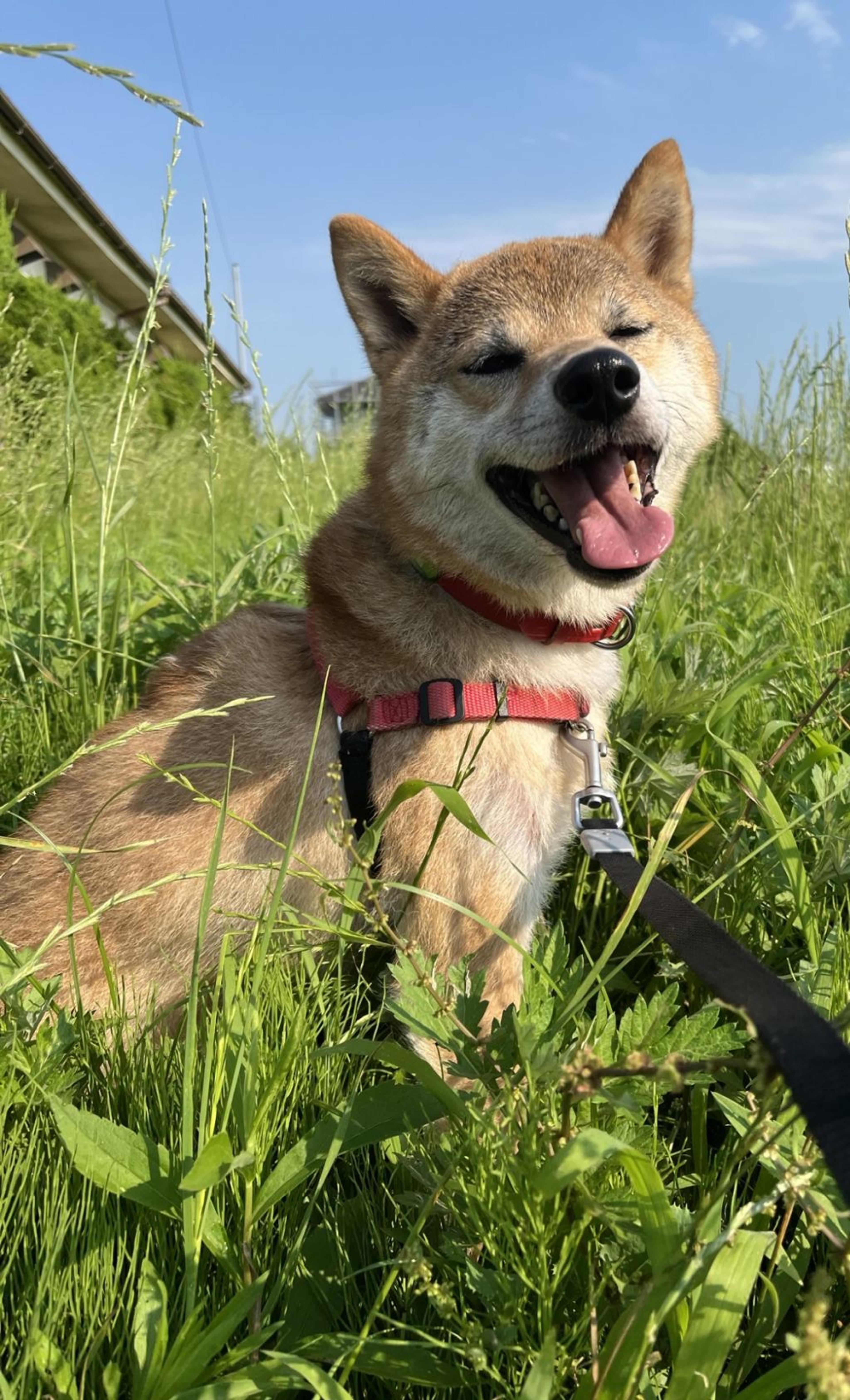 pet-image-2
