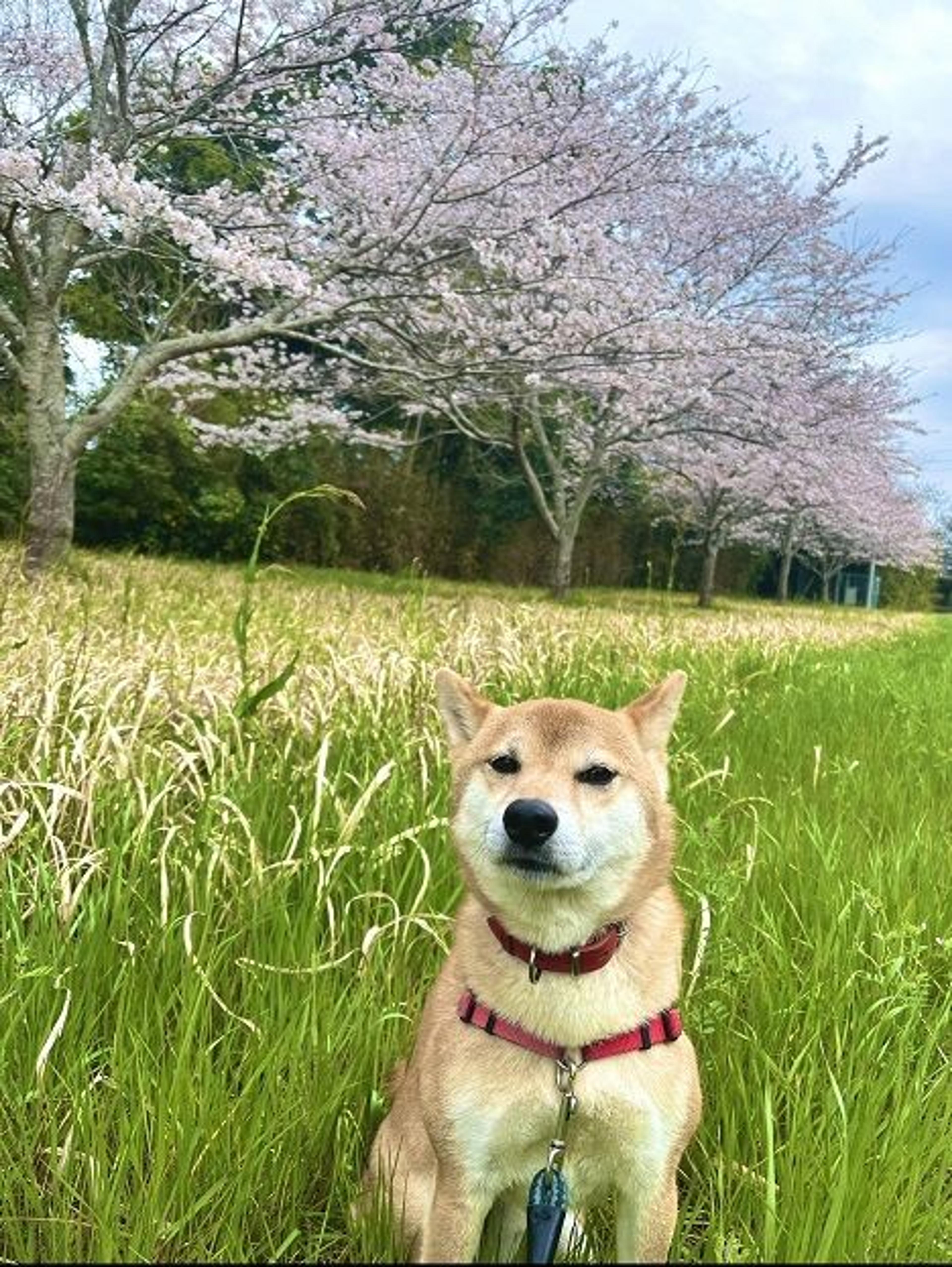 pet-image-4