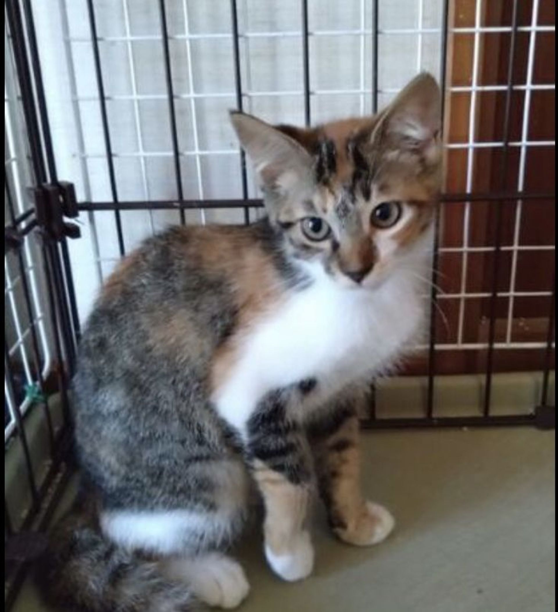 雑種（ミックス猫）・メスの里親募集の写真