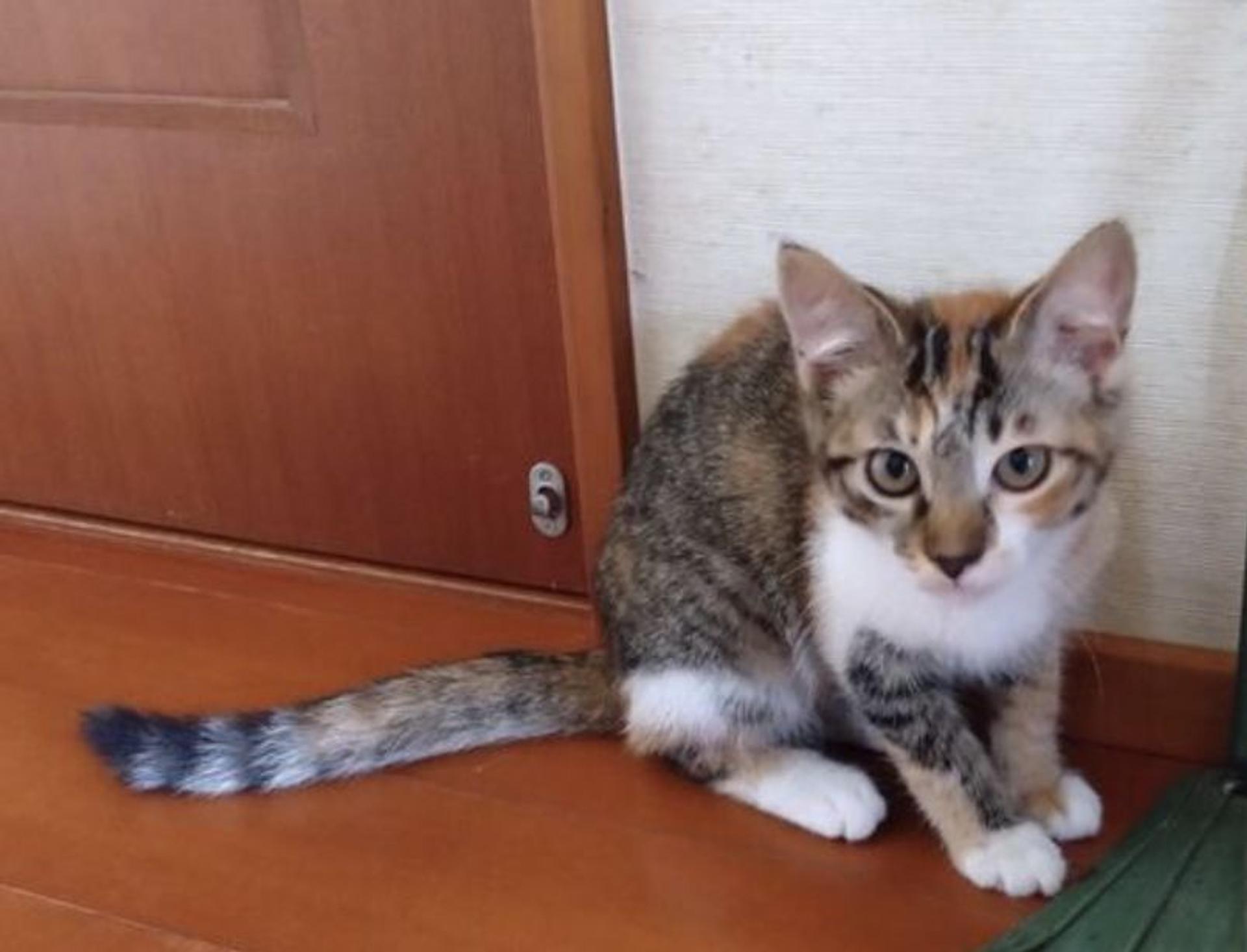 pet-image-4
