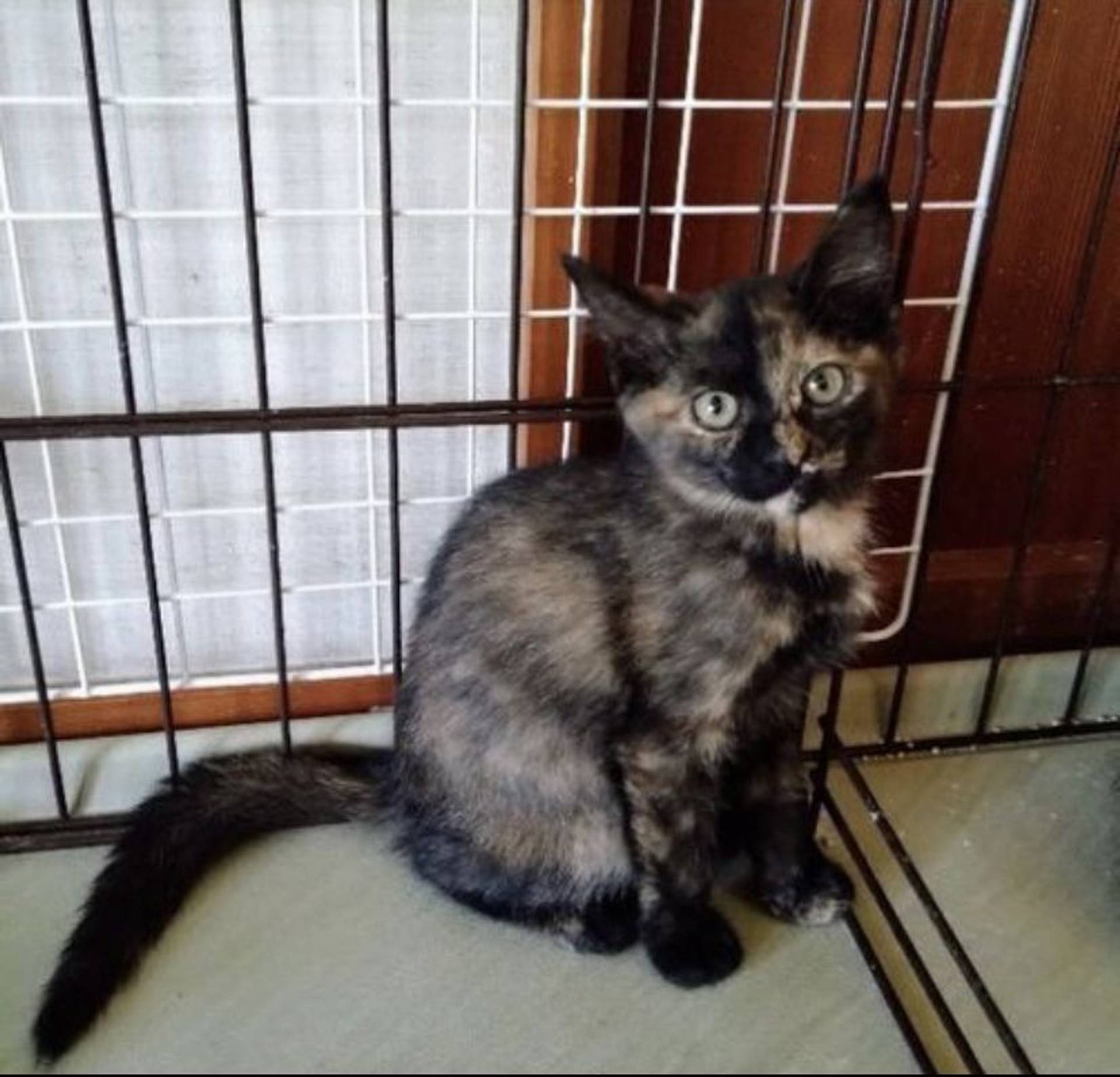 雑種（ミックス猫）・メスの里親募集の写真