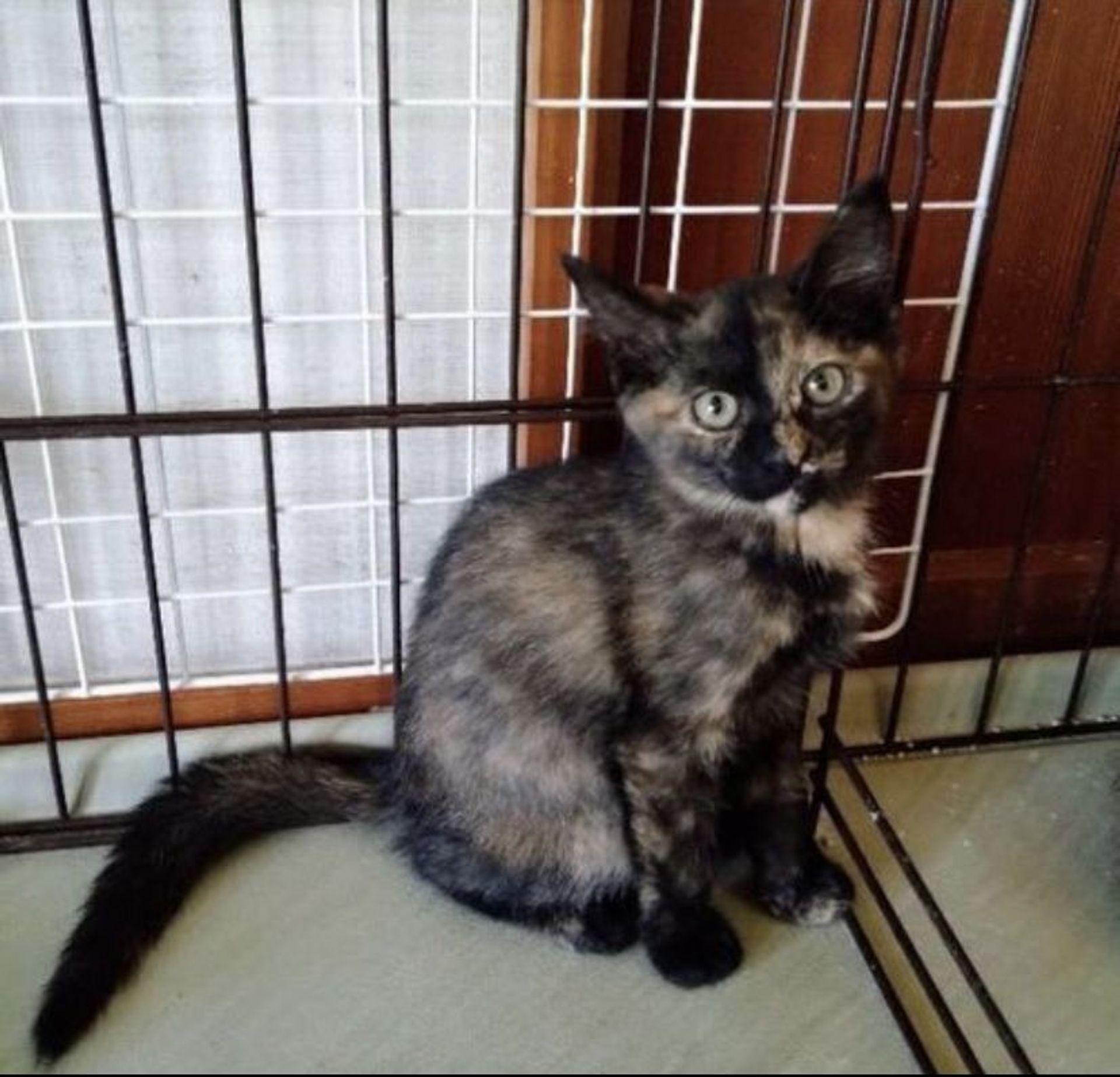 雑種（ミックス猫）・メスの里親募集の写真