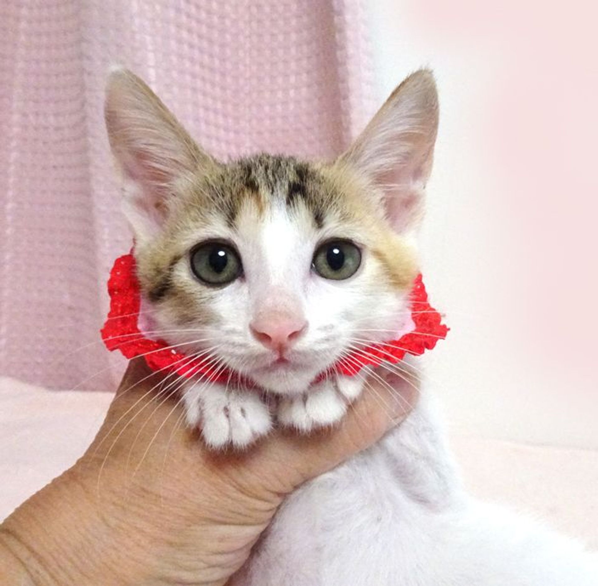 雑種（ミックス猫）・メスの里親募集の写真