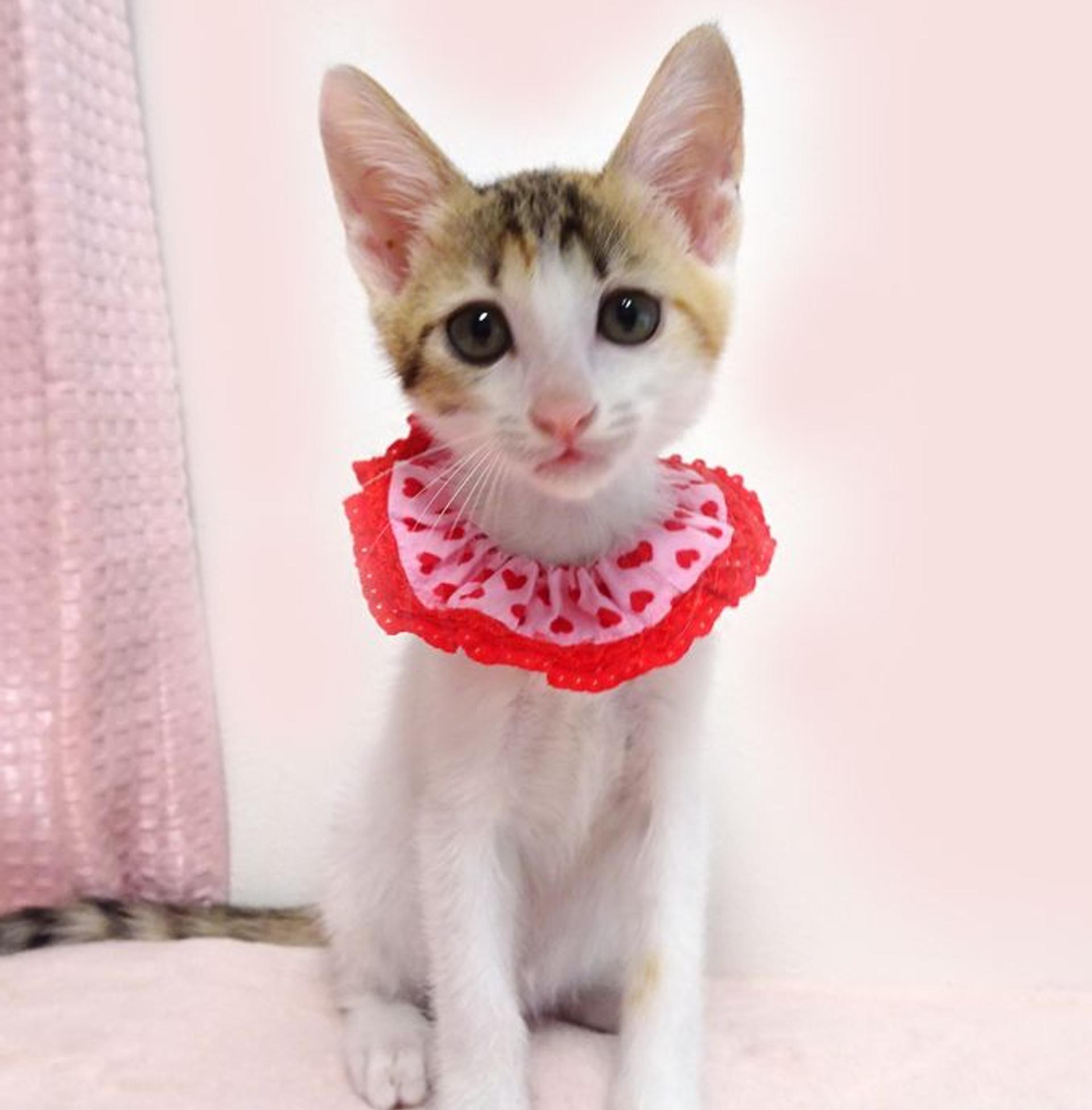 pet-image-3