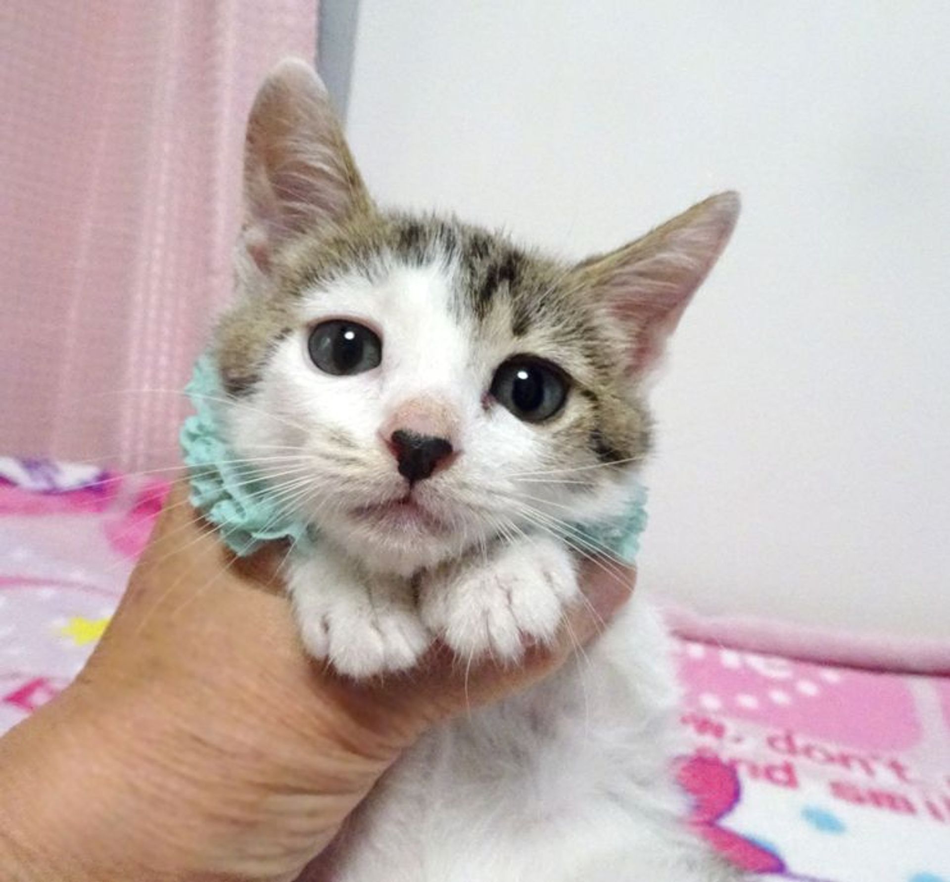 雑種（ミックス猫）・オスの里親募集の写真
