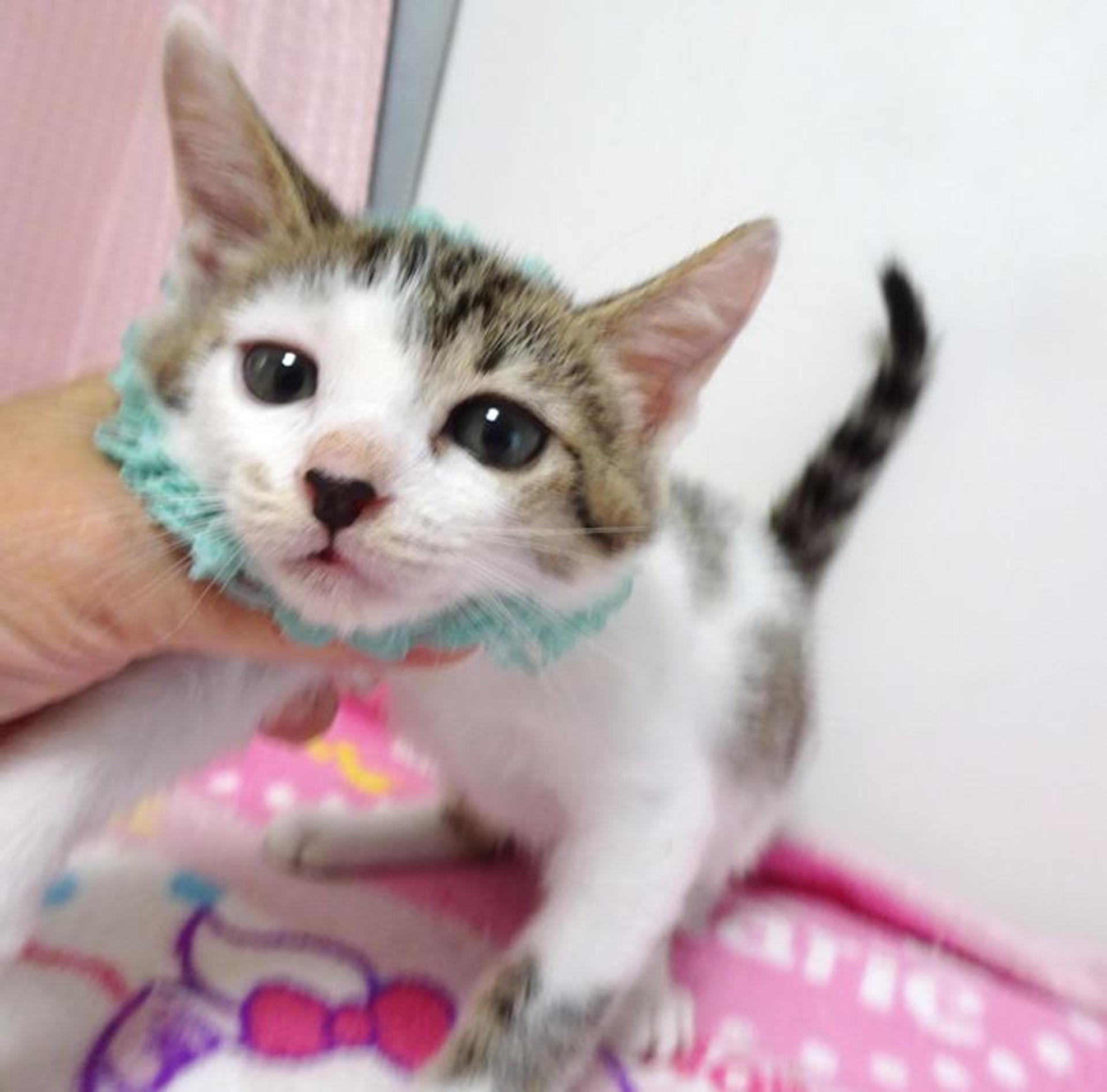 pet-image-2