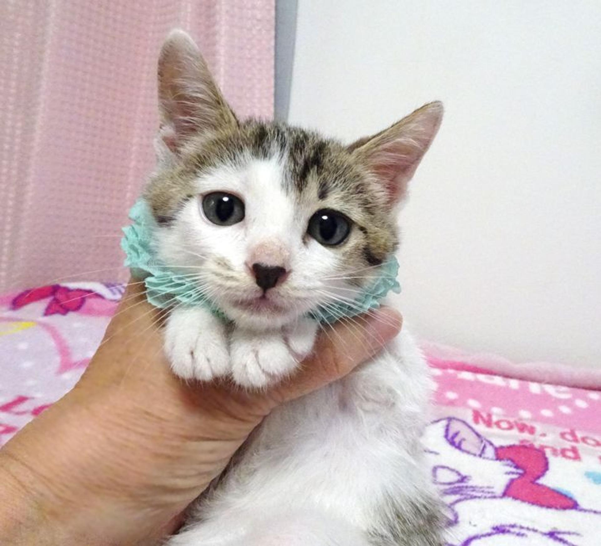 pet-image-3