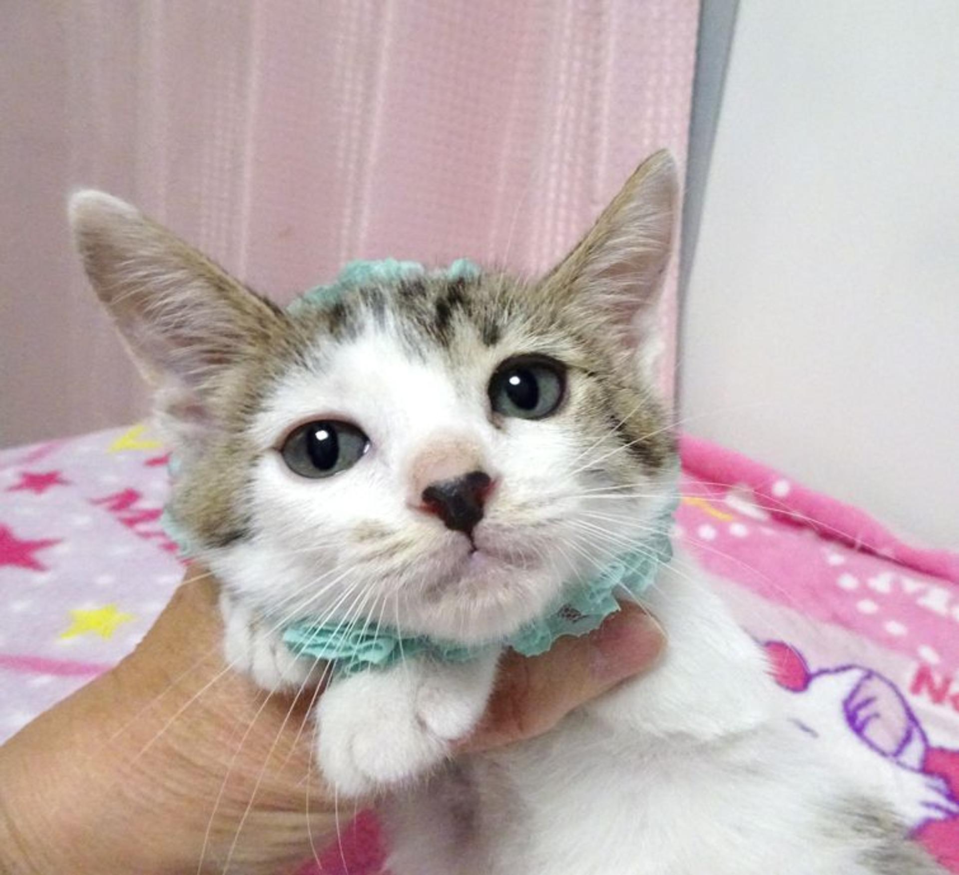 pet-image-4