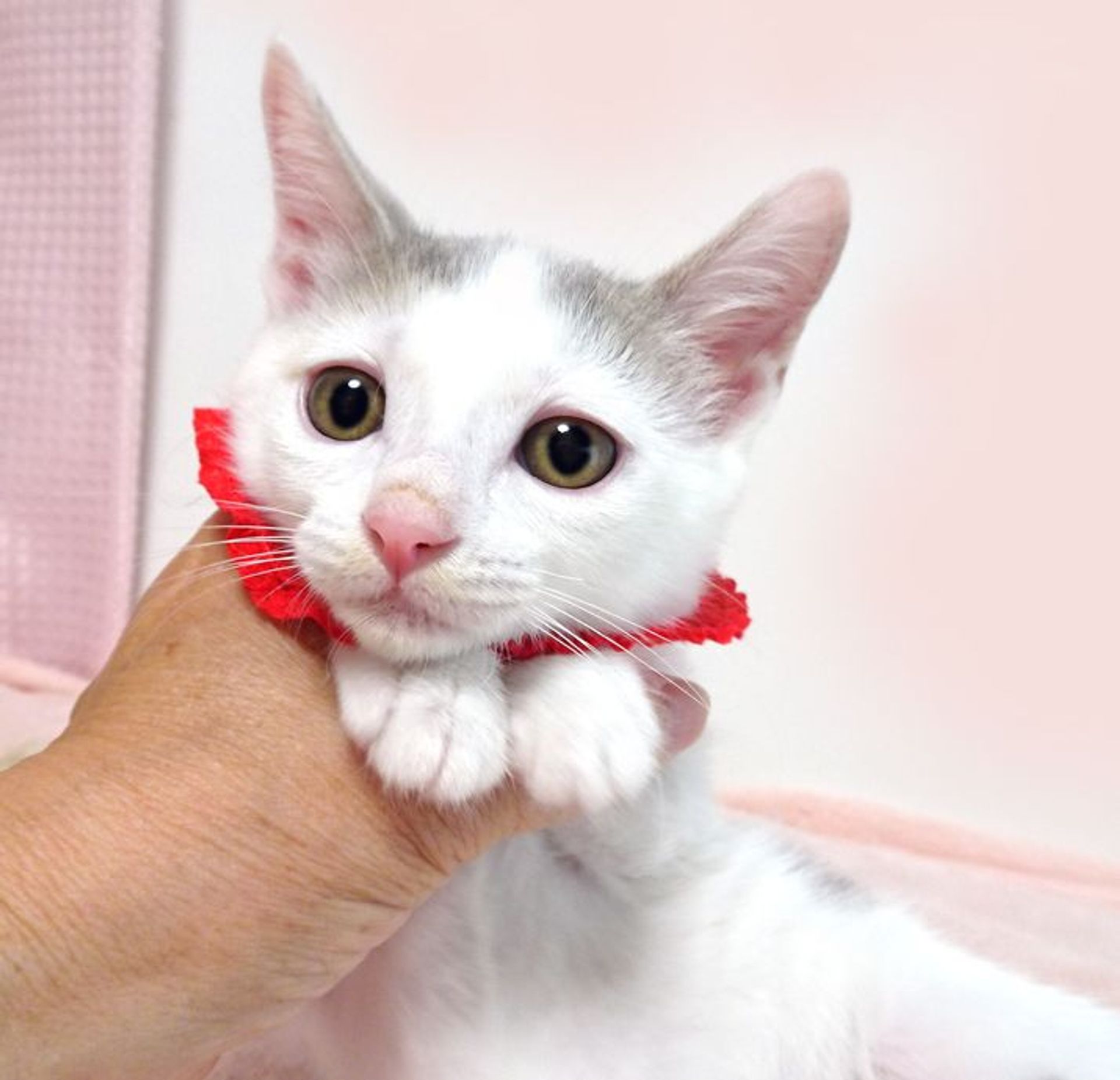 雑種（ミックス猫）・メスの里親募集の写真