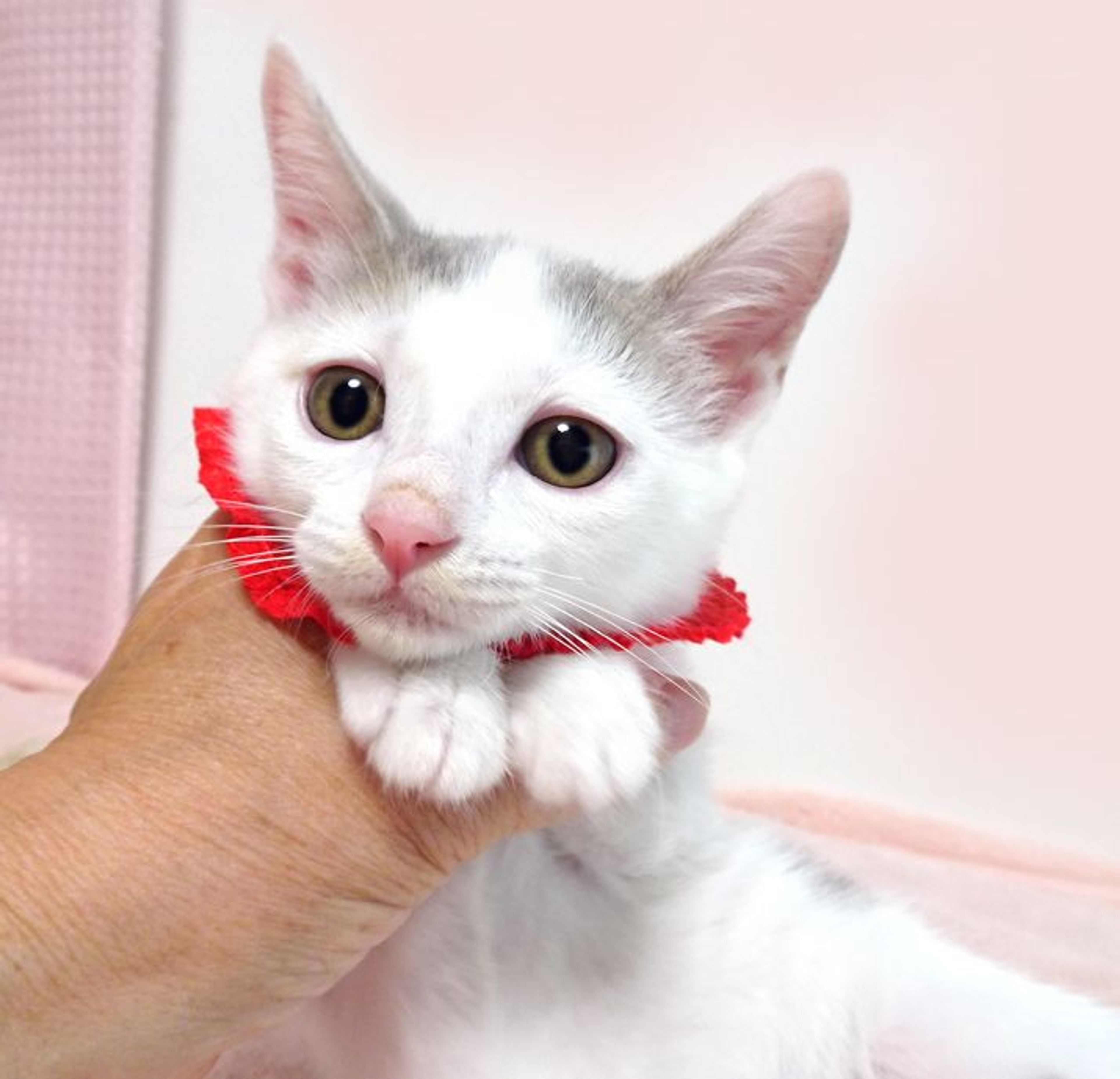 雑種（ミックス猫）・メスの里親募集の写真